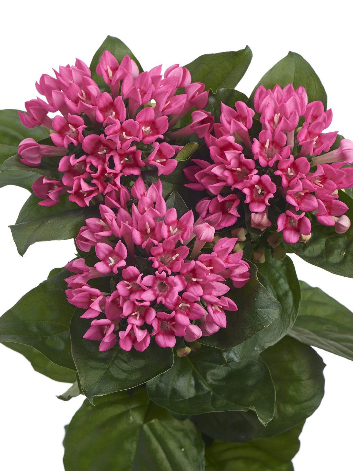 Bouvardia Royal Pink Charm