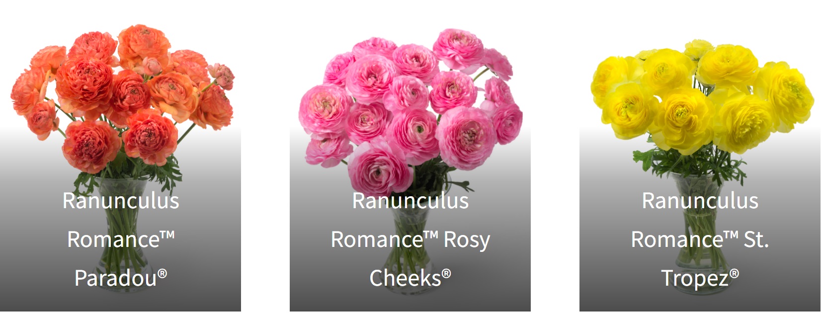 Romance collectie4