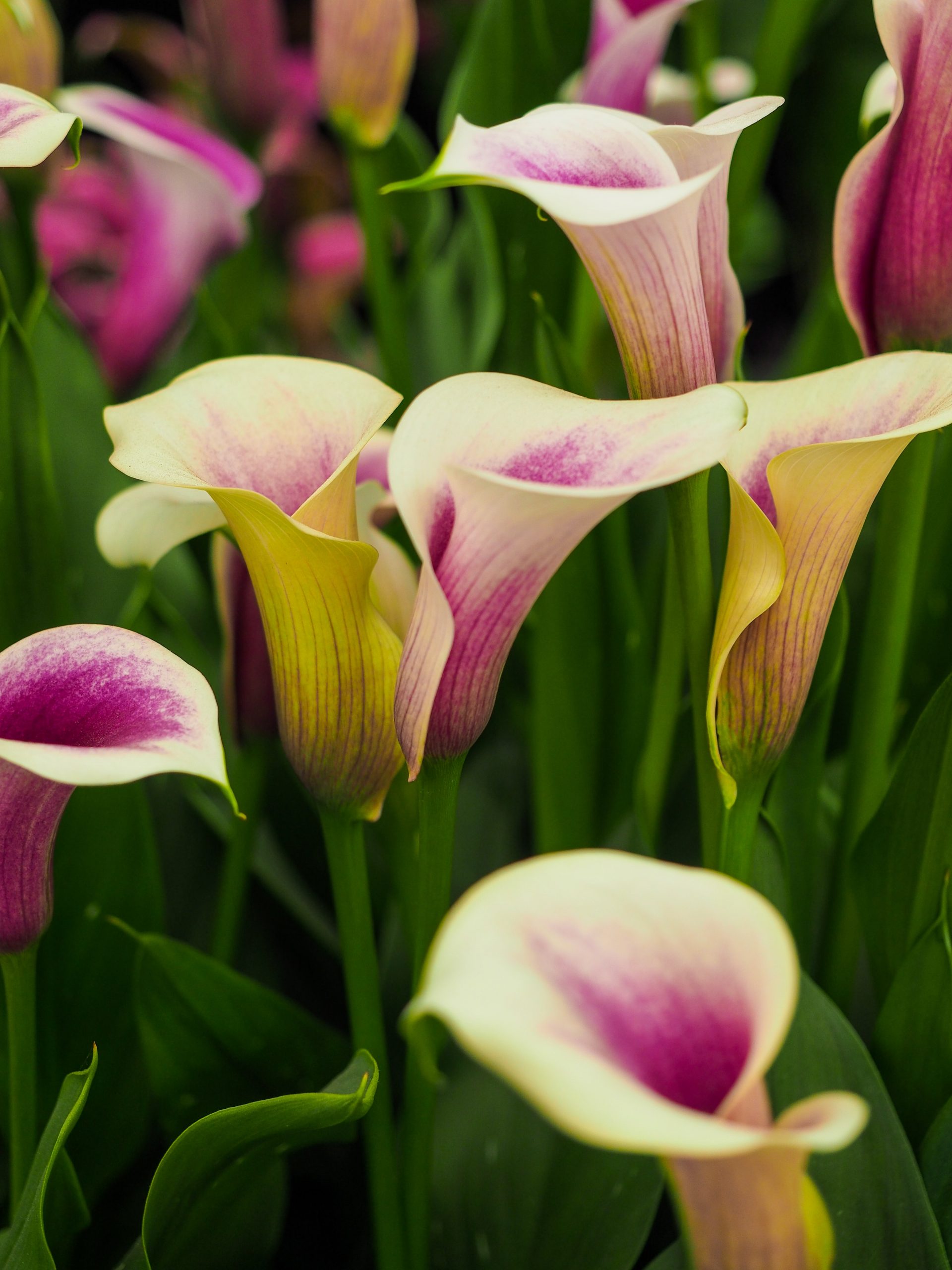 Calla rechtenvrij