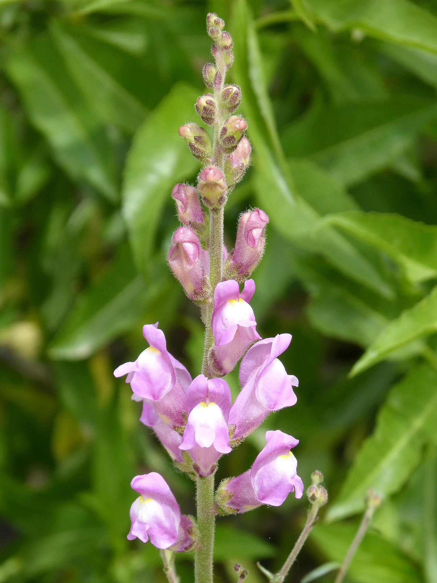 Antirrhinum lila