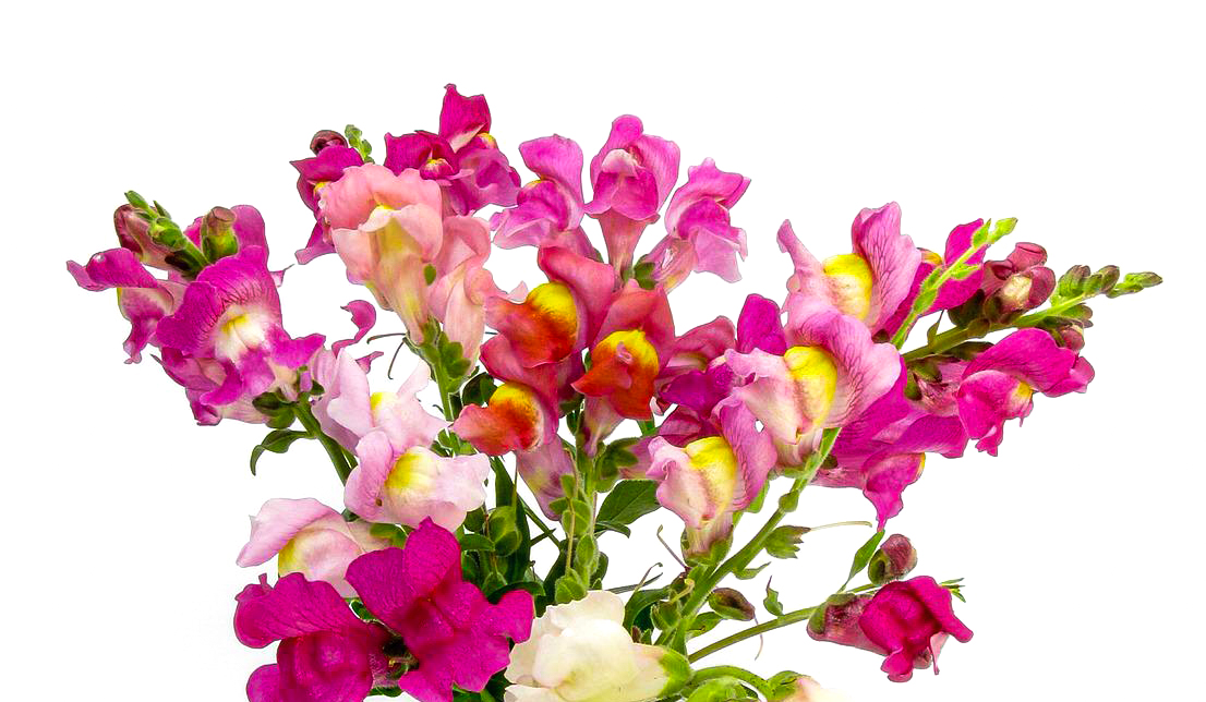 Antirrhinum mix