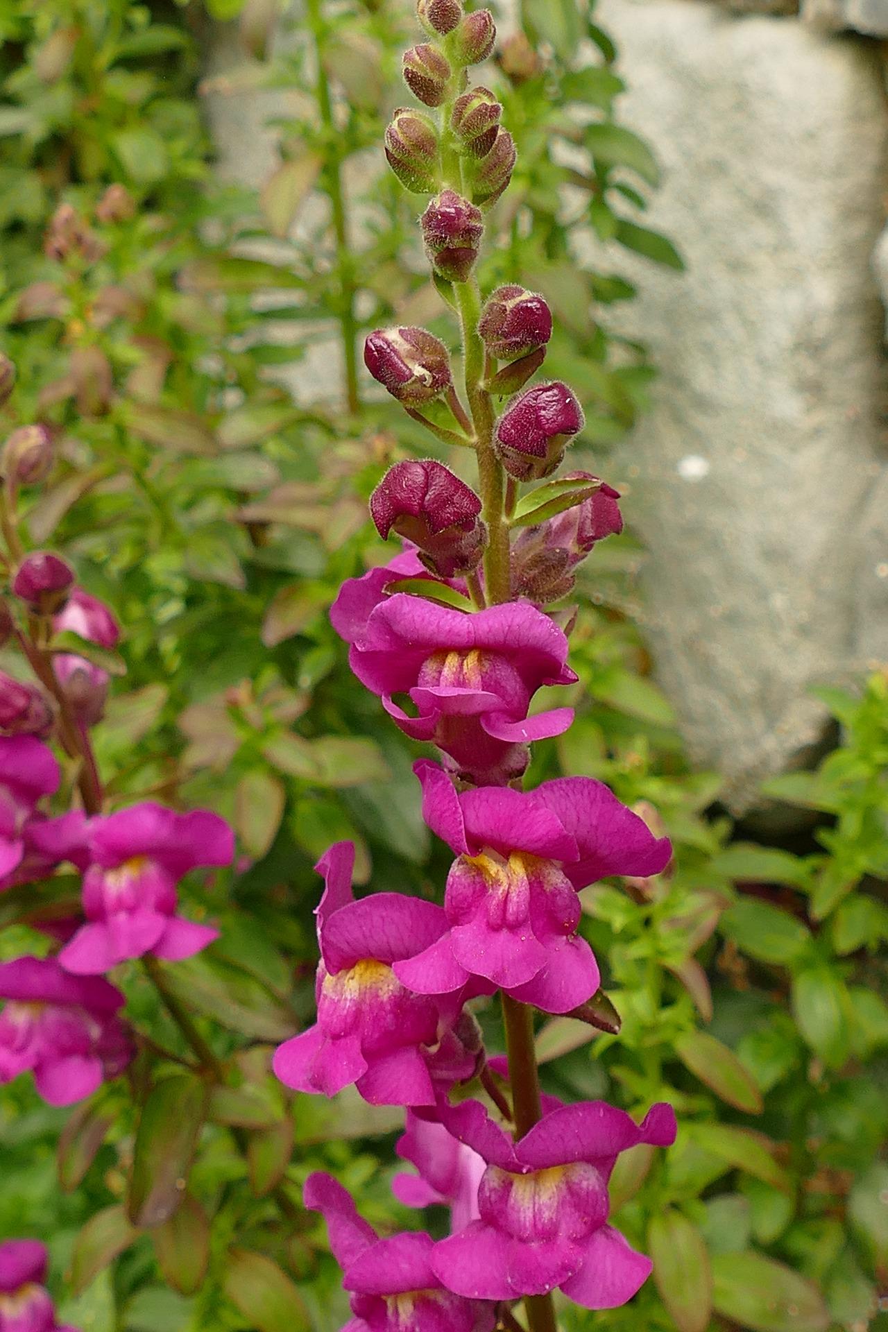Antirrhinum paars