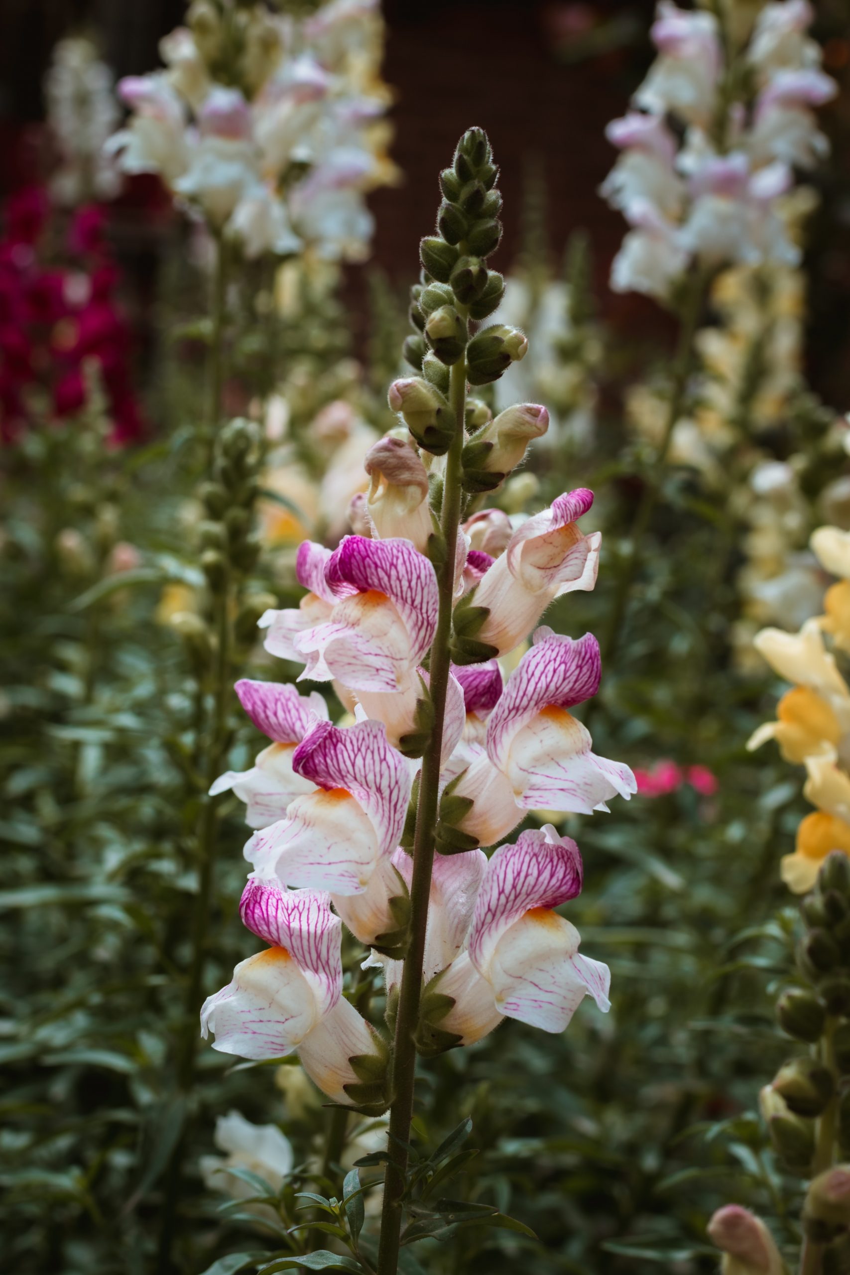 Antirrhinum tweekleurig