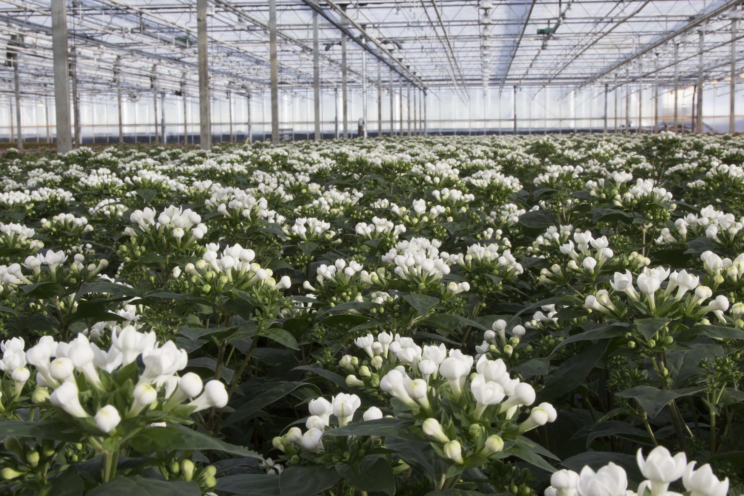 Bouvardia-Wit-kas-IMG_9024