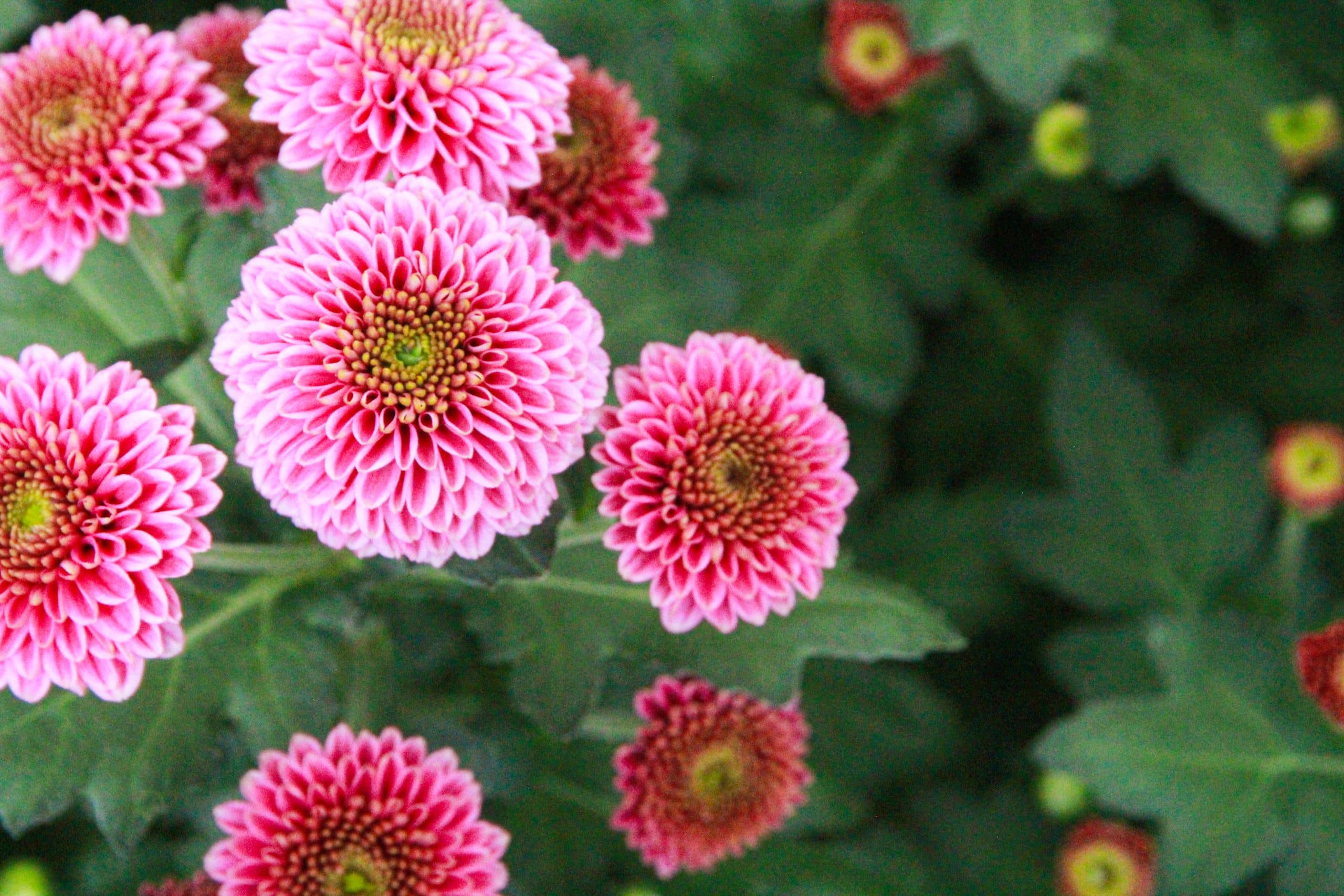 Chrysant Chrysant
