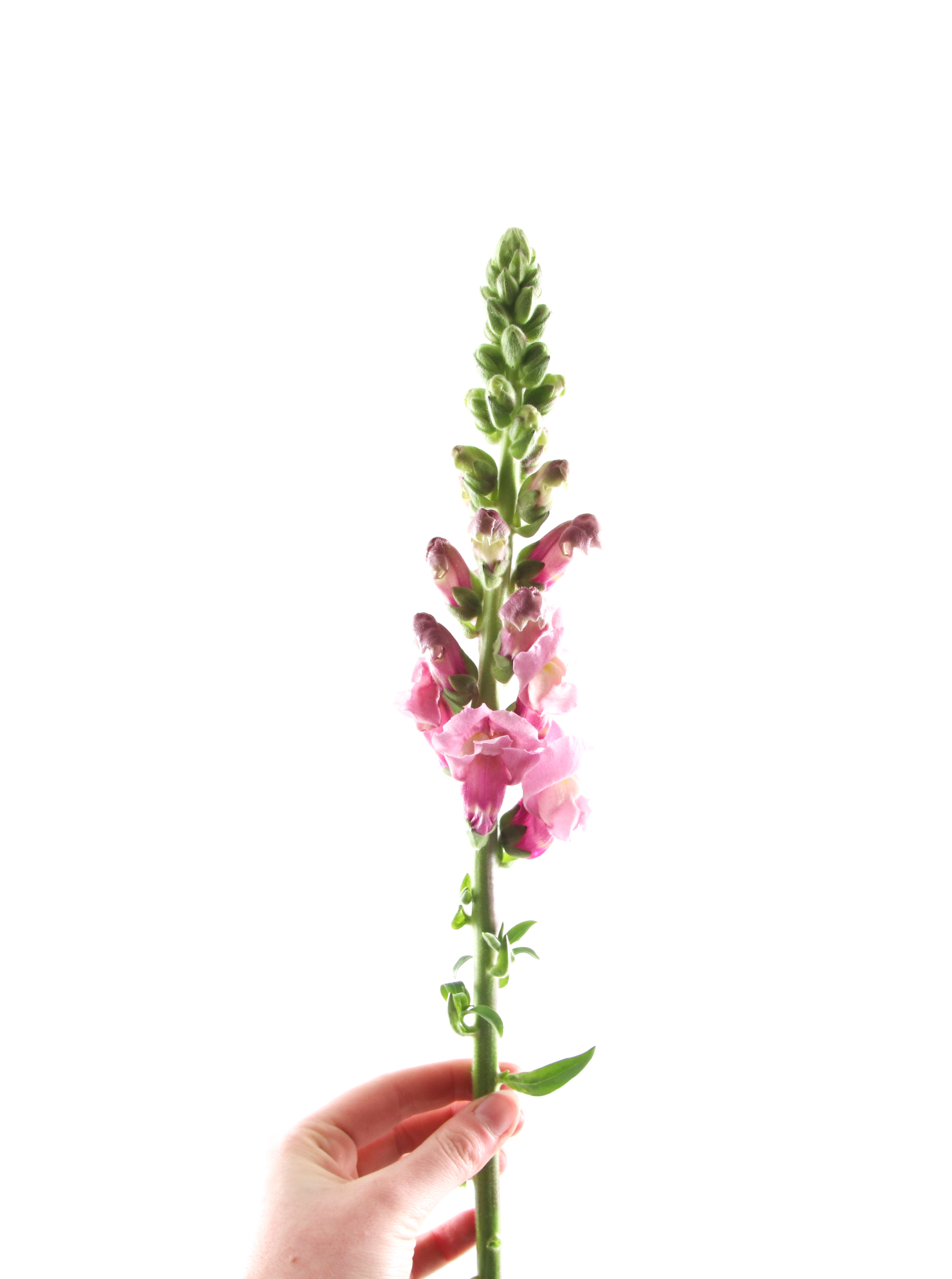 Leeuwenbek Lavender