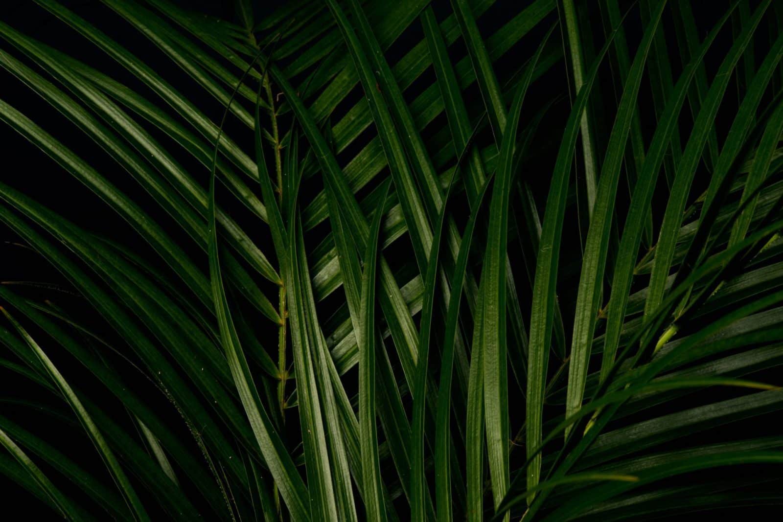 4. Linea natura
