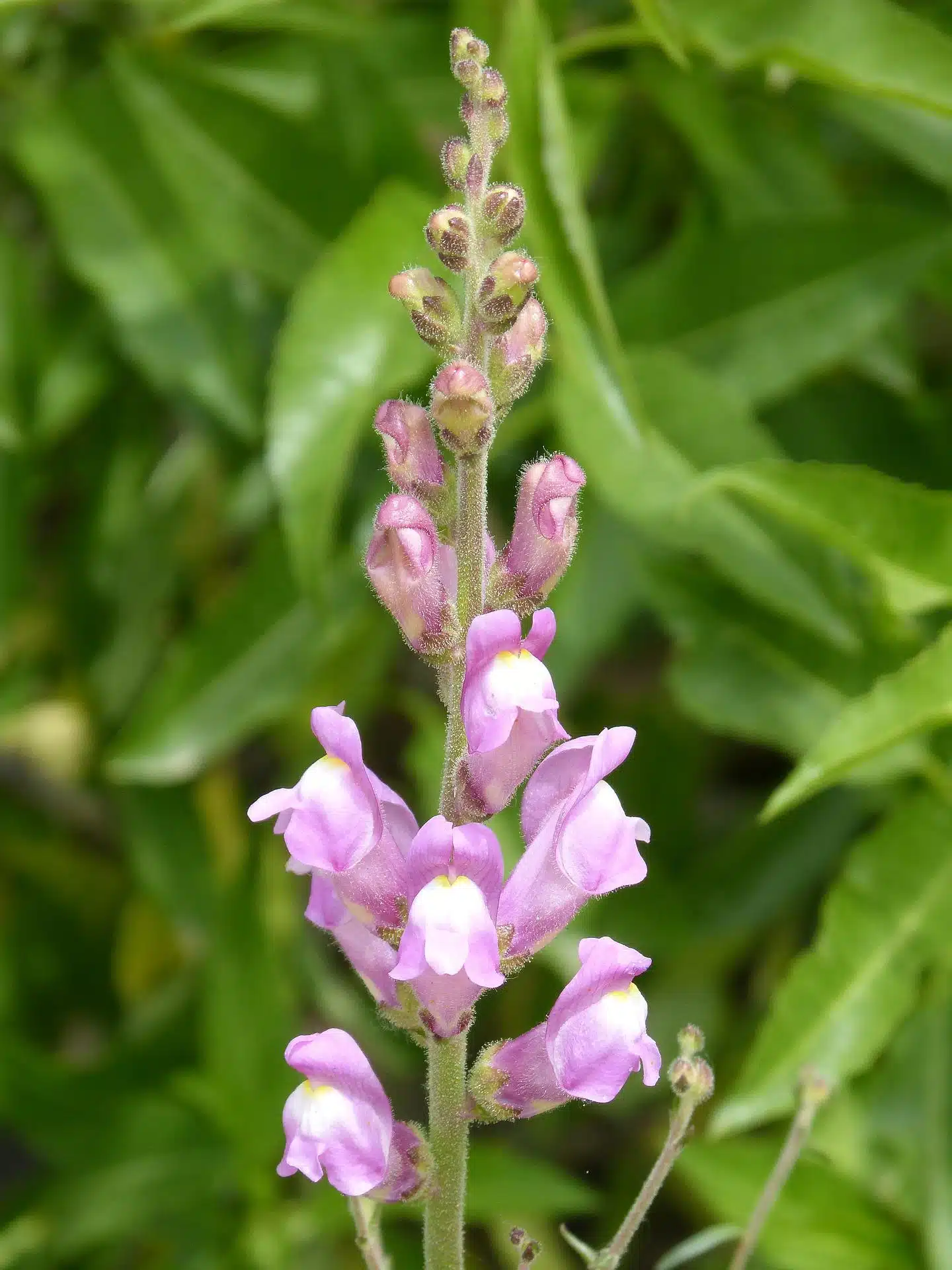 Antirrhinum lila