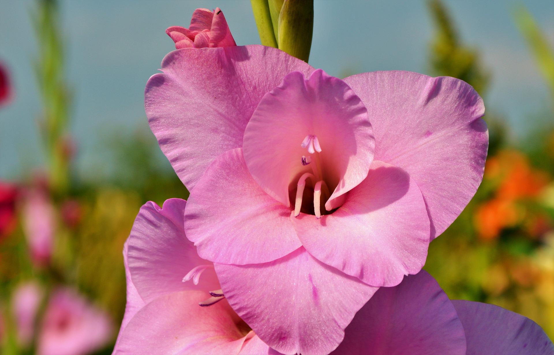 gladiolus-g5c08da98e_1920
