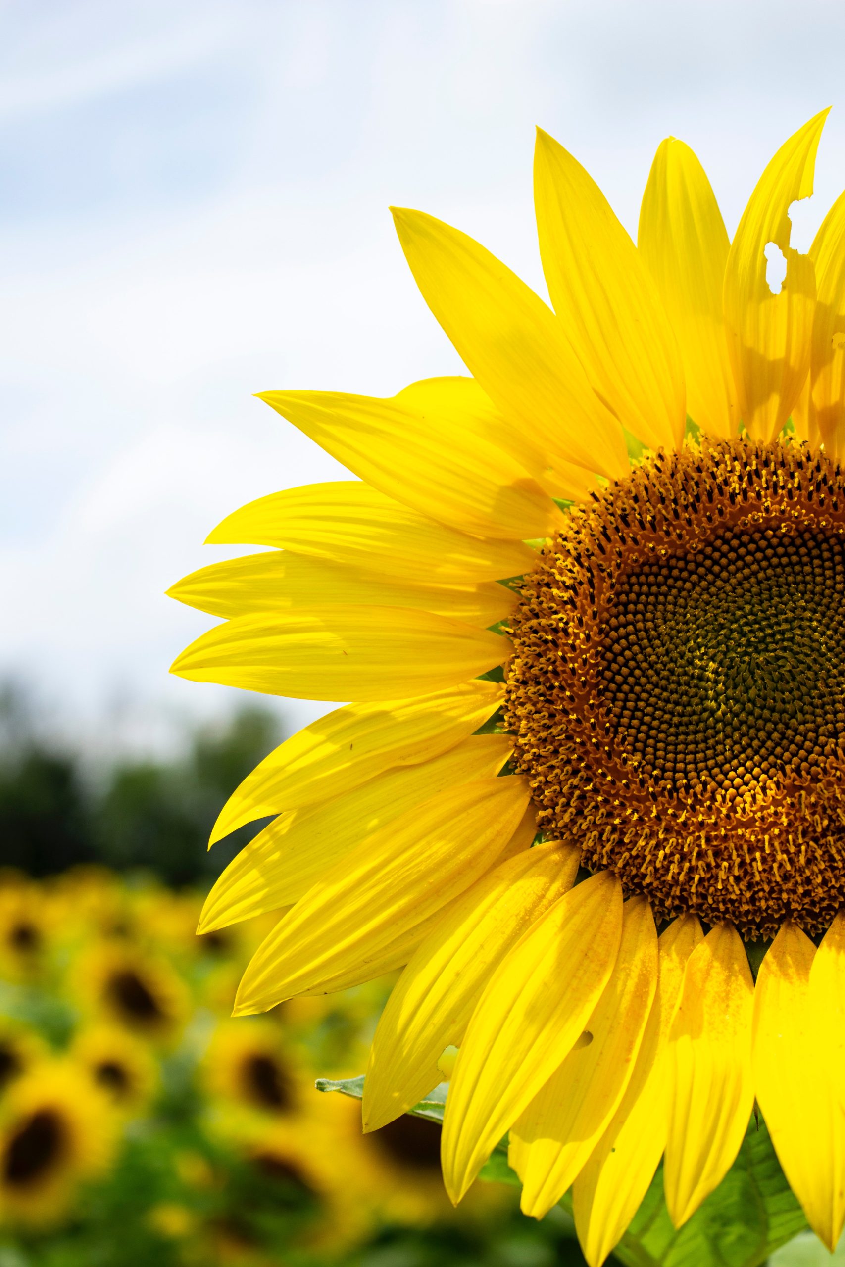 Zonnebloem1