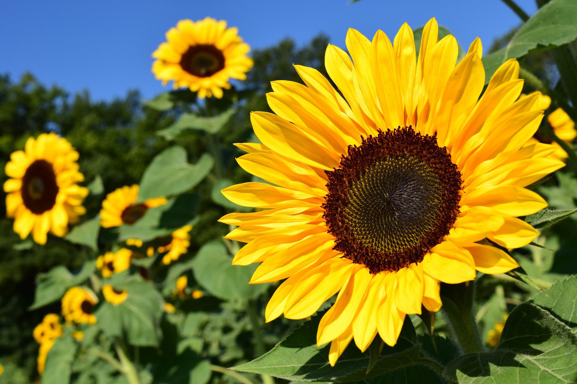 Zonnebloem2
