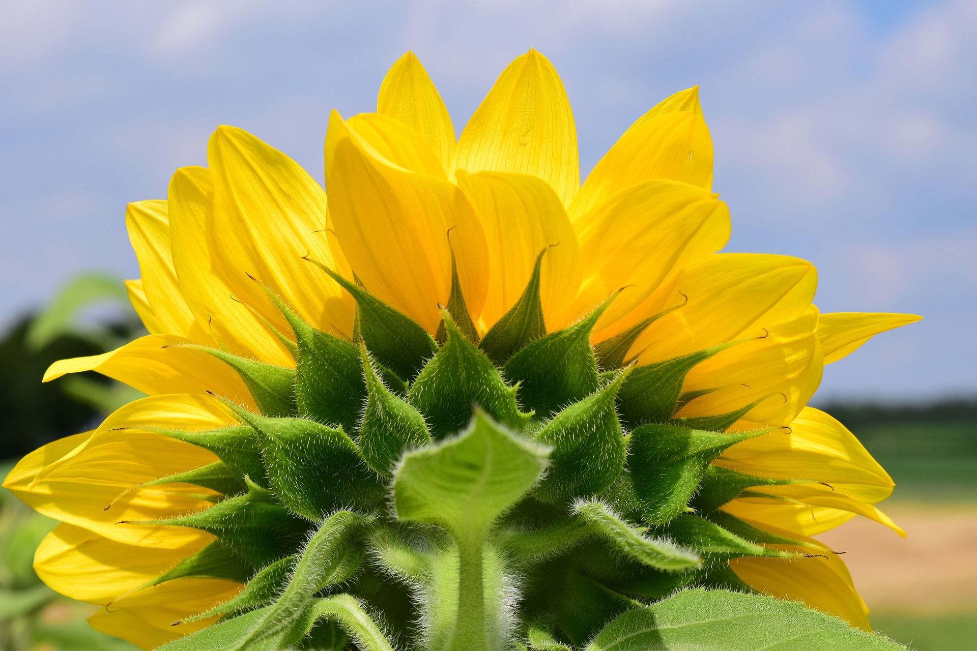 Zonnebloem6