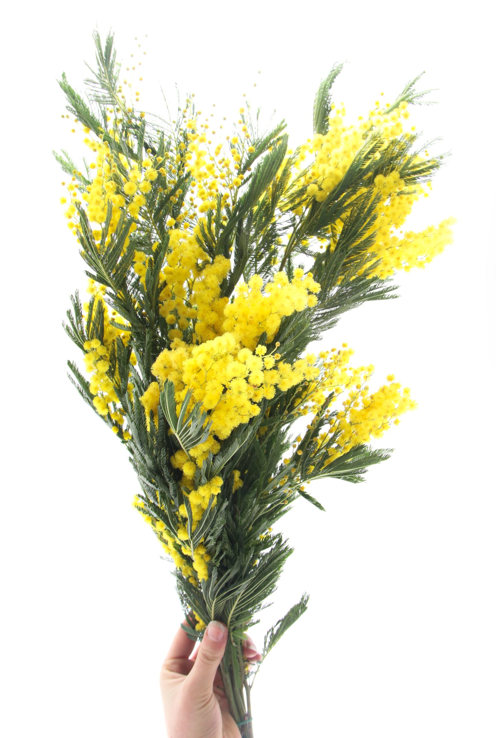 Mimosa 4