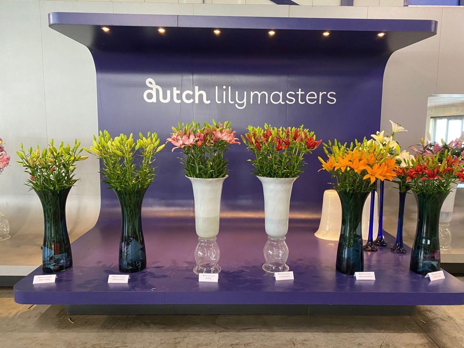 Dutch Lily Masters