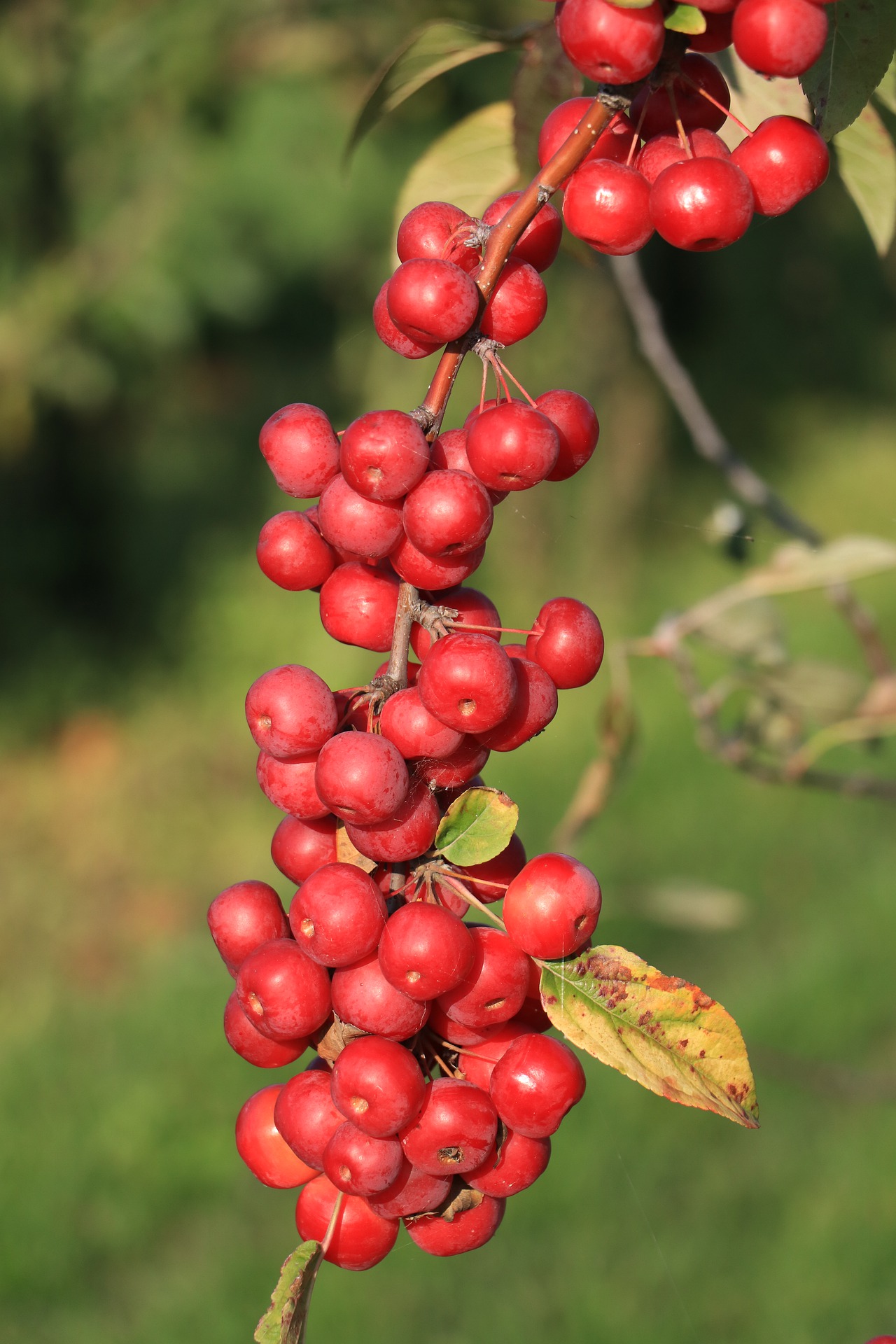 ornamental-apple-g4efa2b1bb_1920