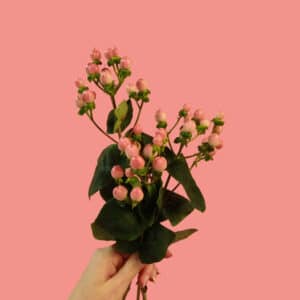 Hypericum
