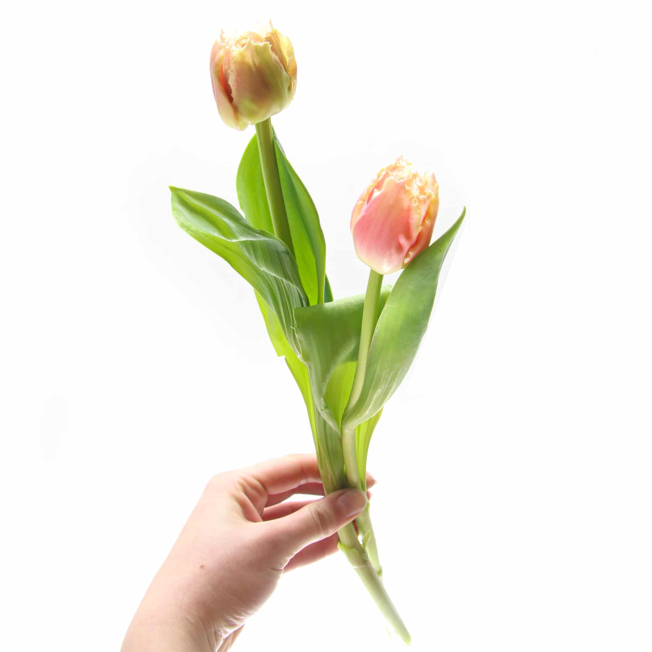 Tulp Queensland