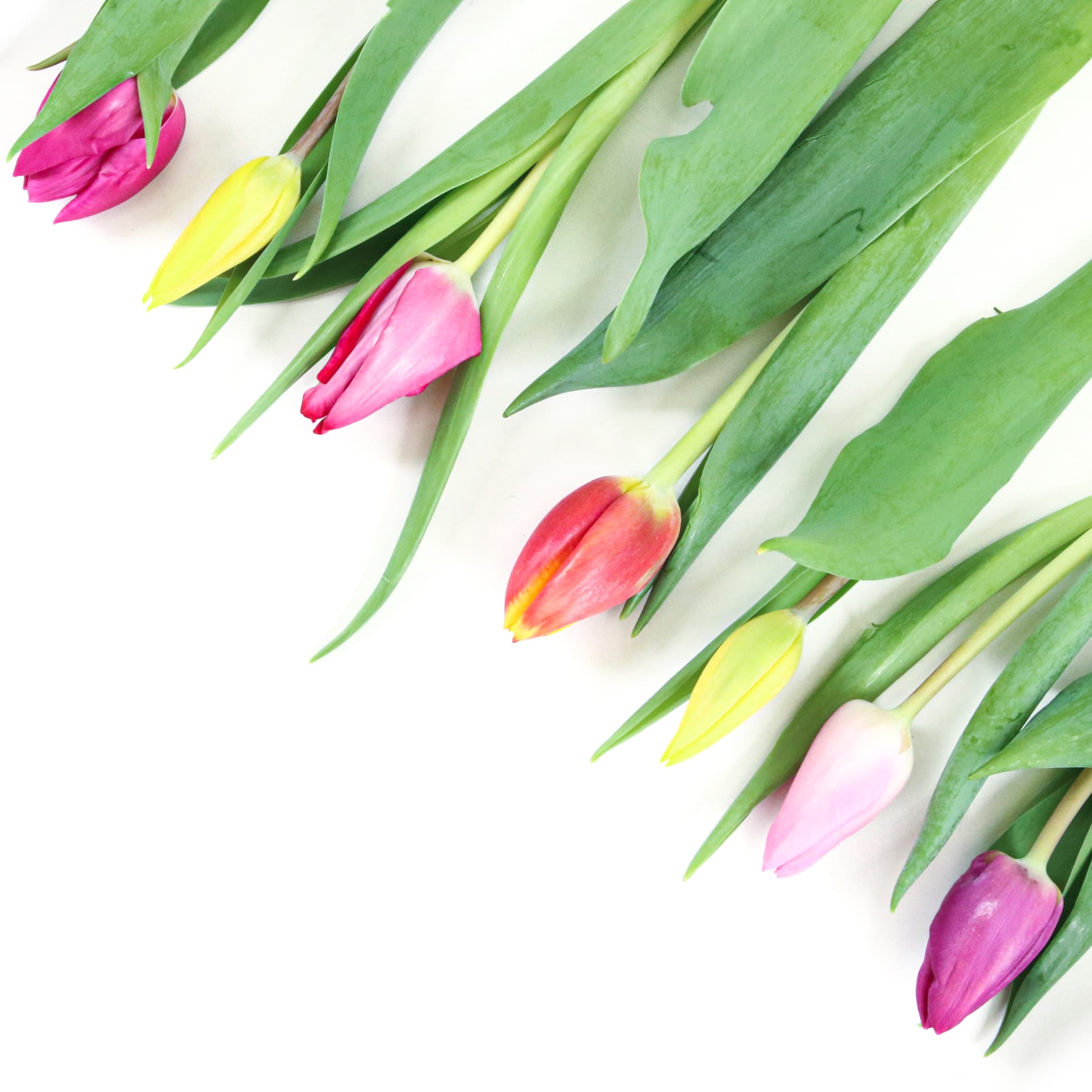 Tulpen schuin vierkant wit