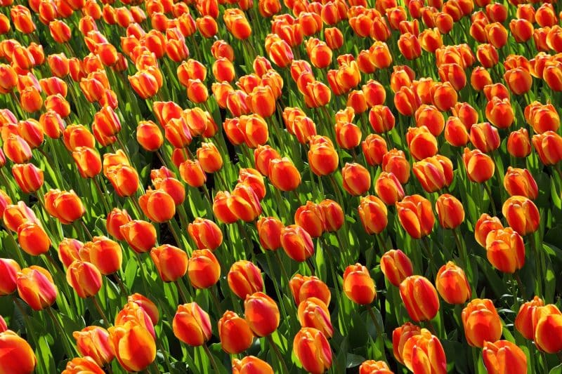 Tulpenveld