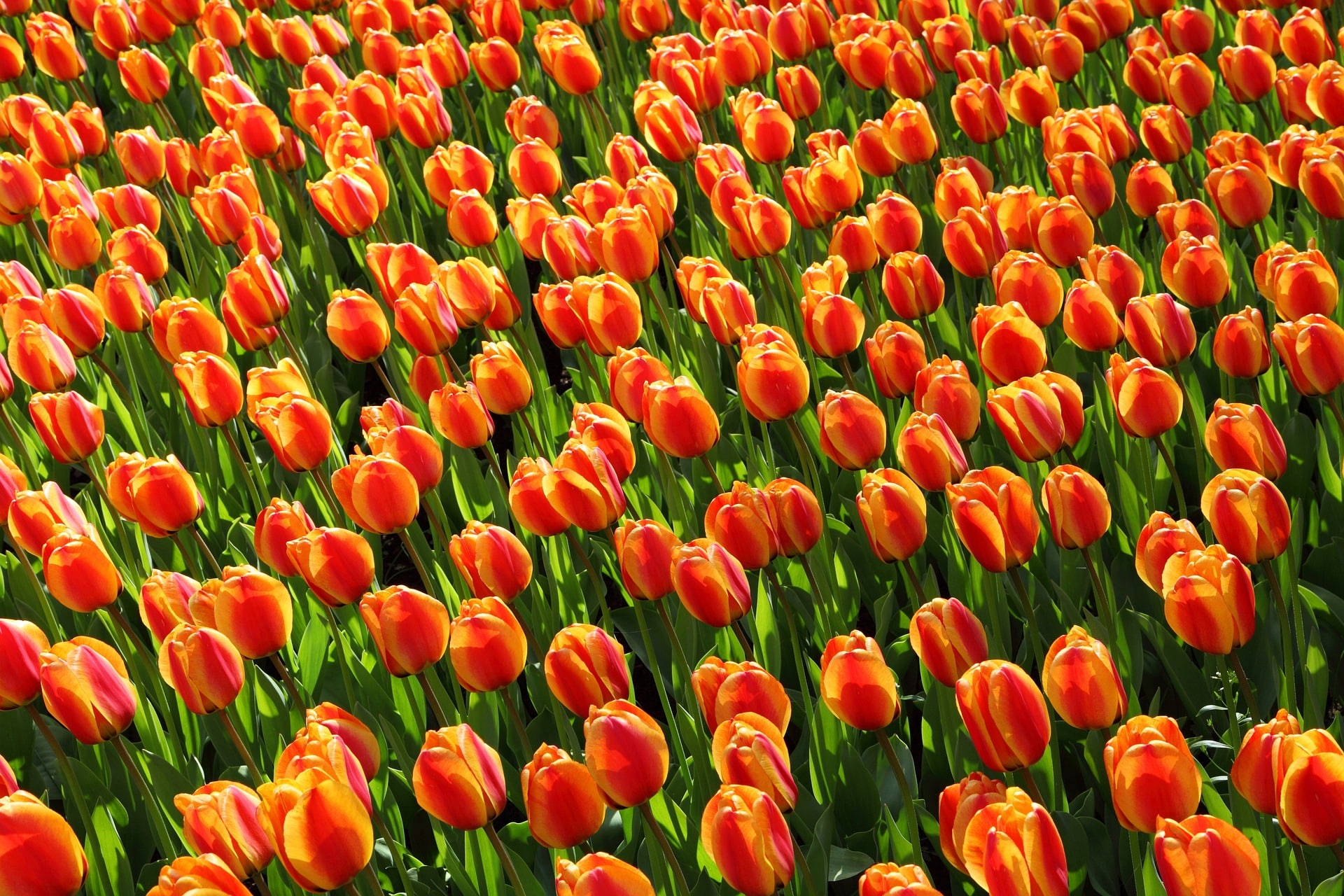 Tulpenveld