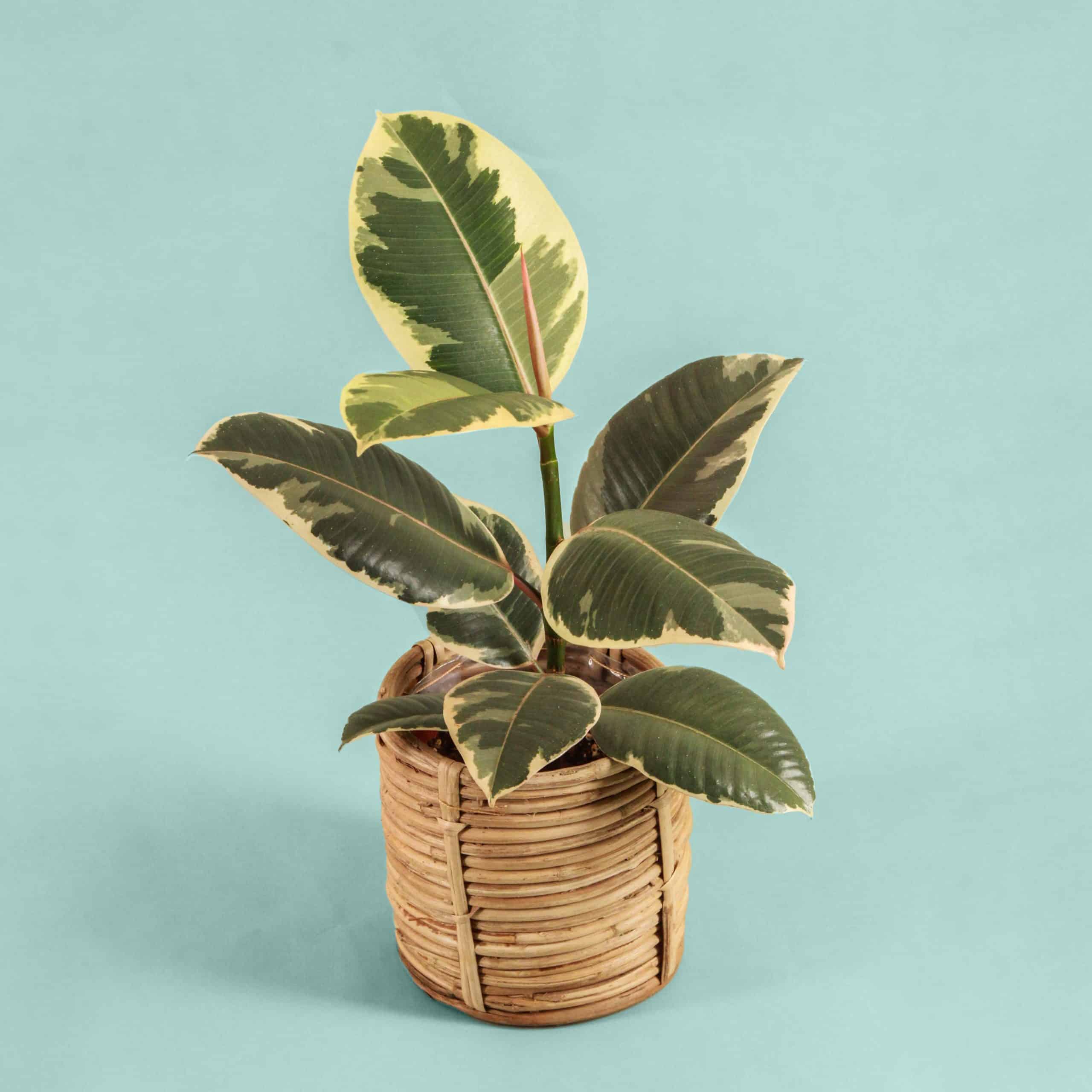 2-planten-vierkant