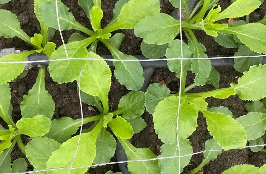 plantjes