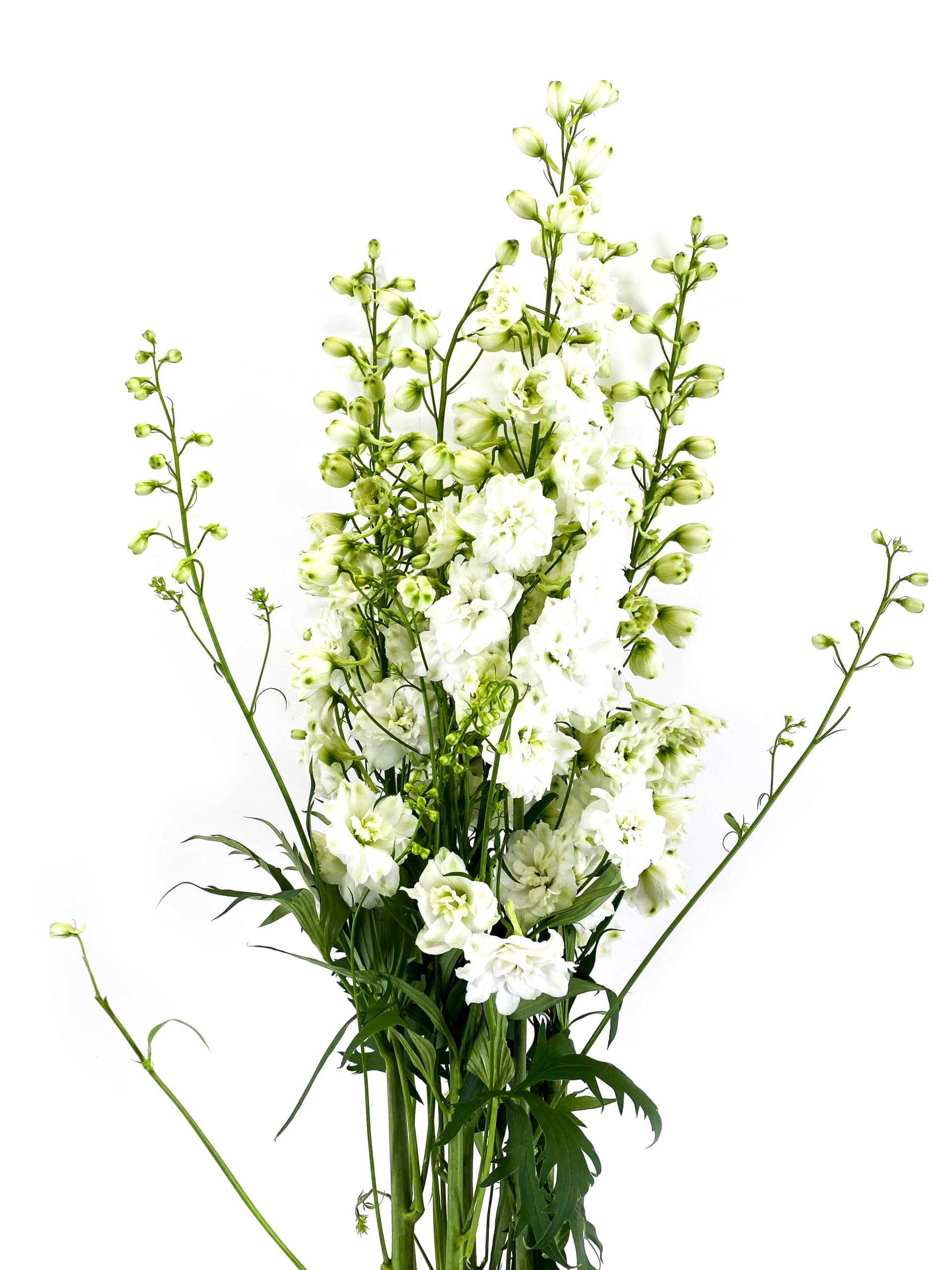 Delphinium Centurion White1