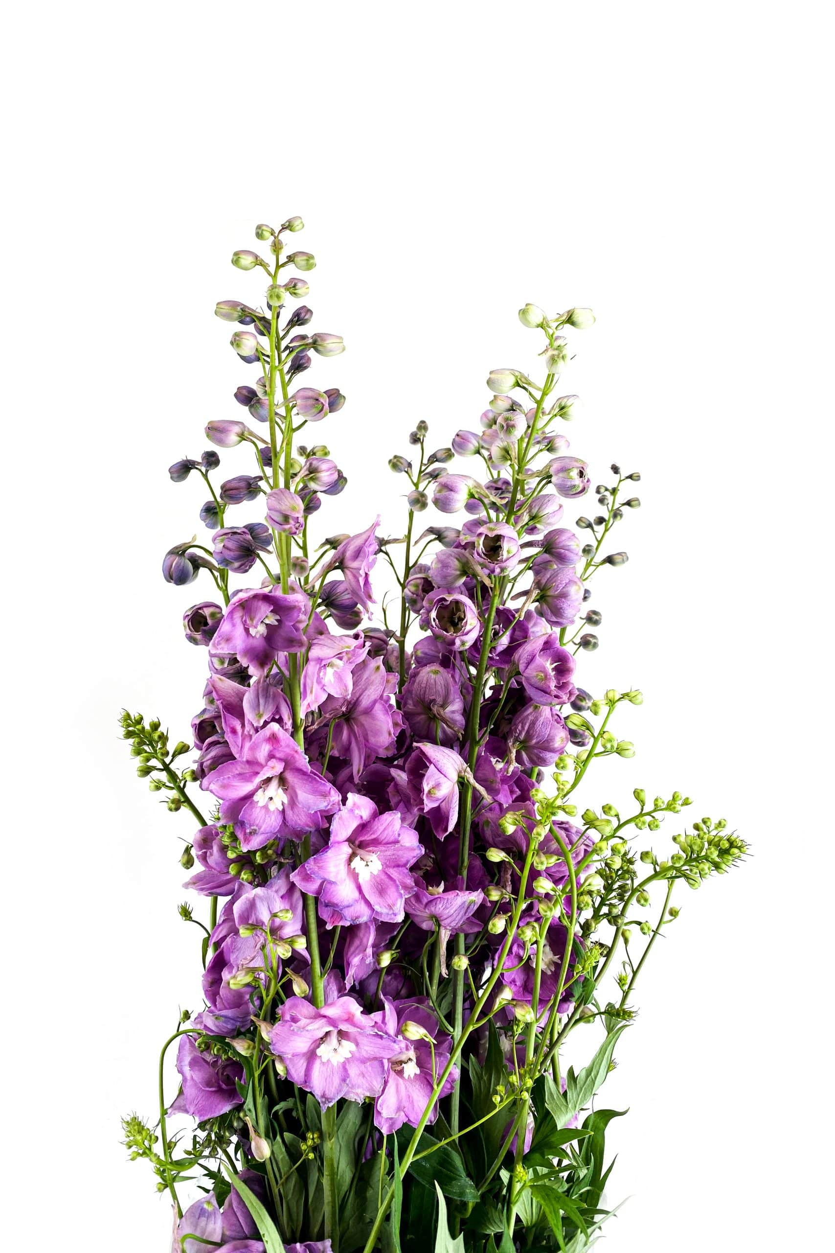 Delphinium Elatum Centurion Rose