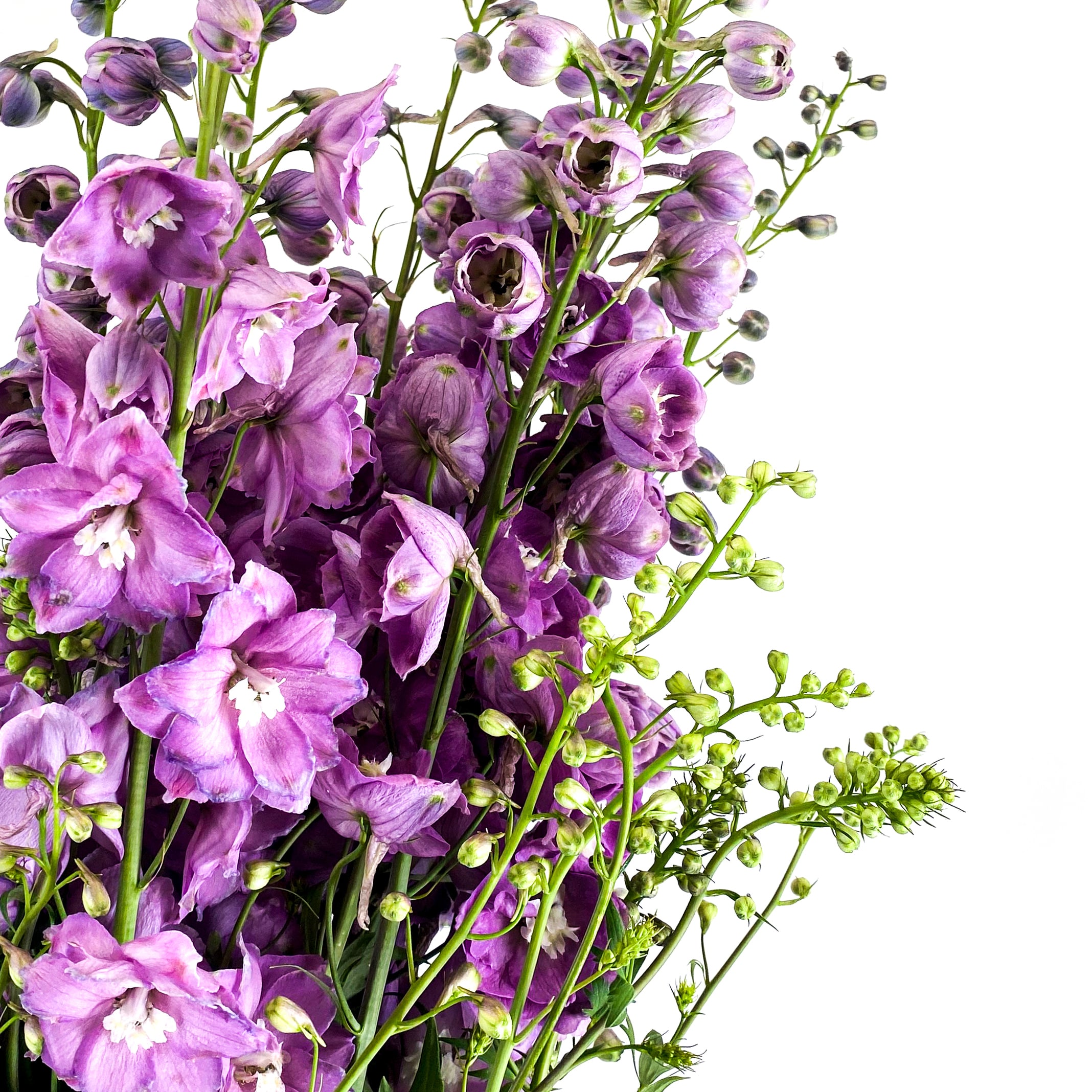 Delphinium Elatum Centurion Rose2