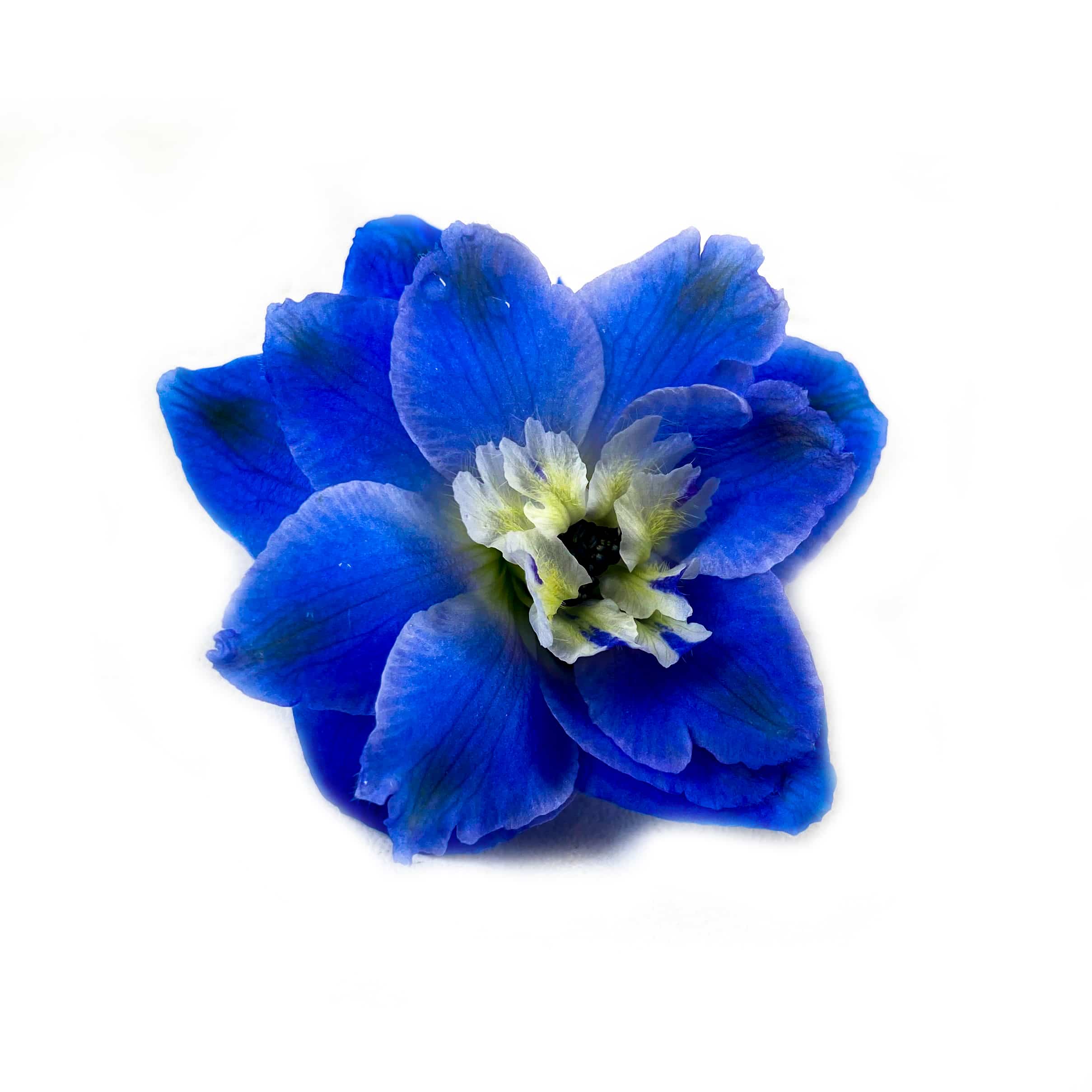 Delphinium Kings Blue Arrow1