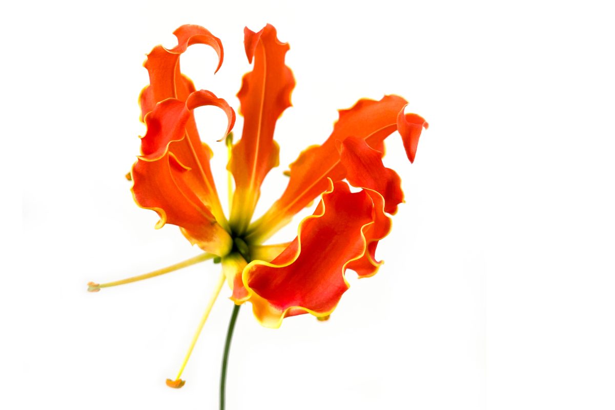 Gloriosa Exotic Orange Bloomer