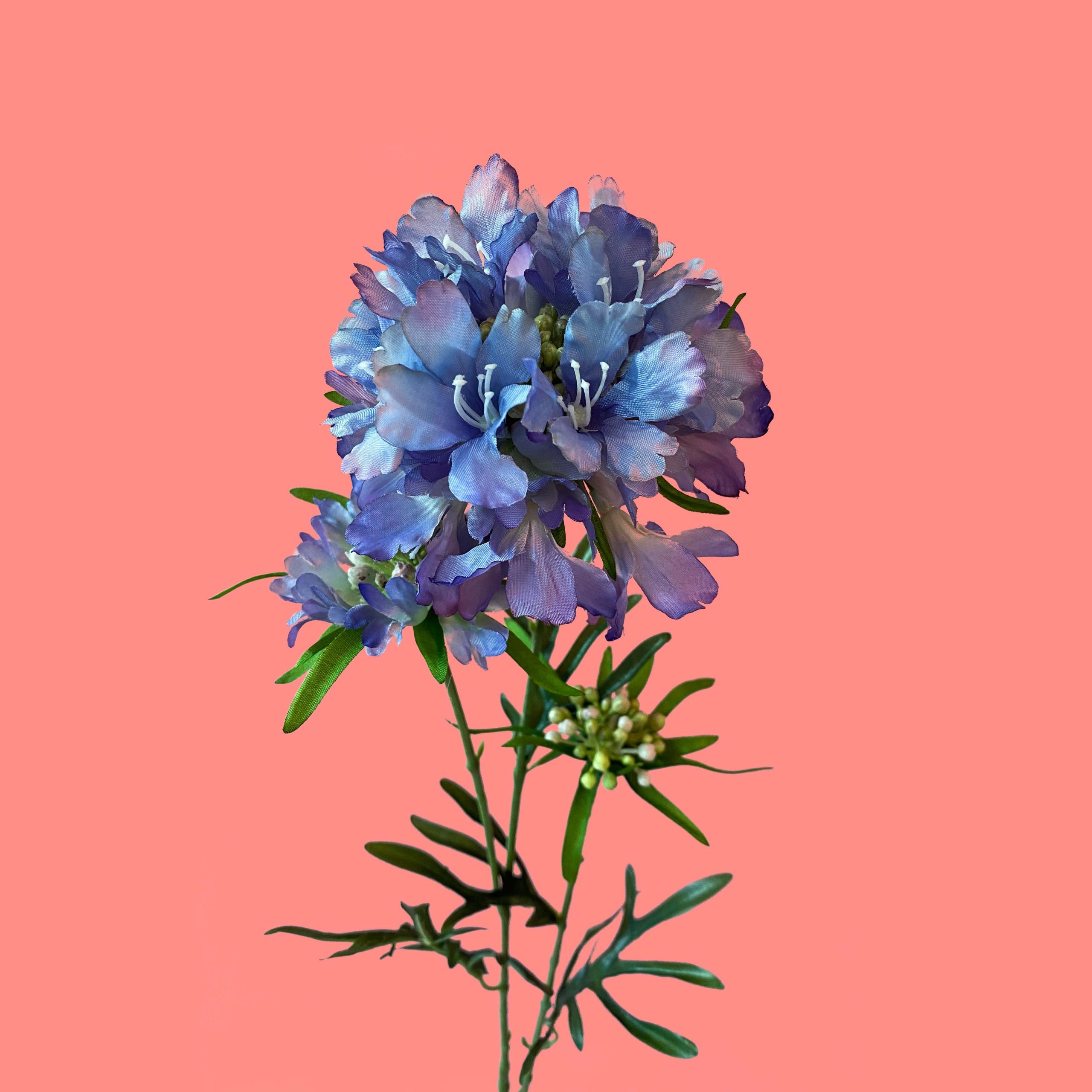 Scabiosa