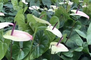 Anthurium