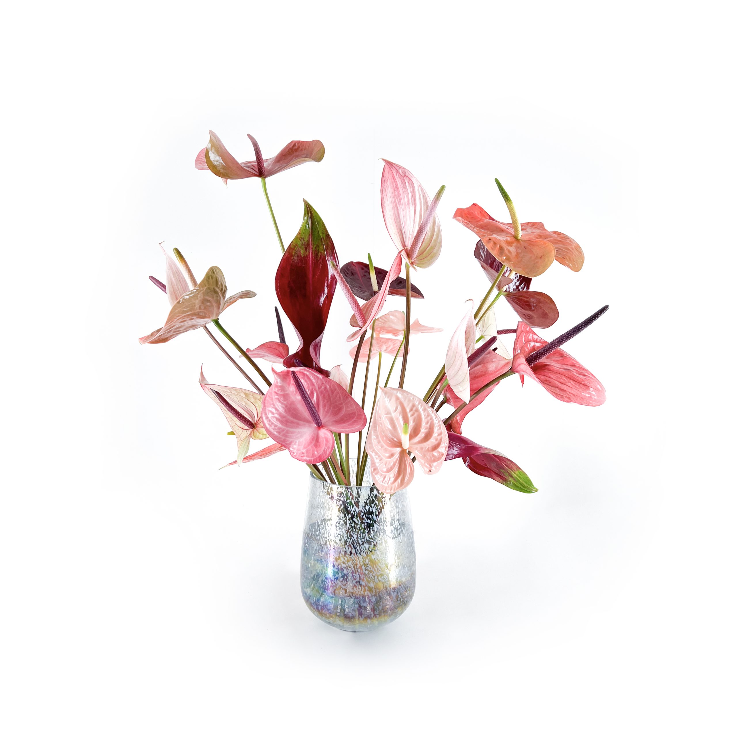 Anthurium