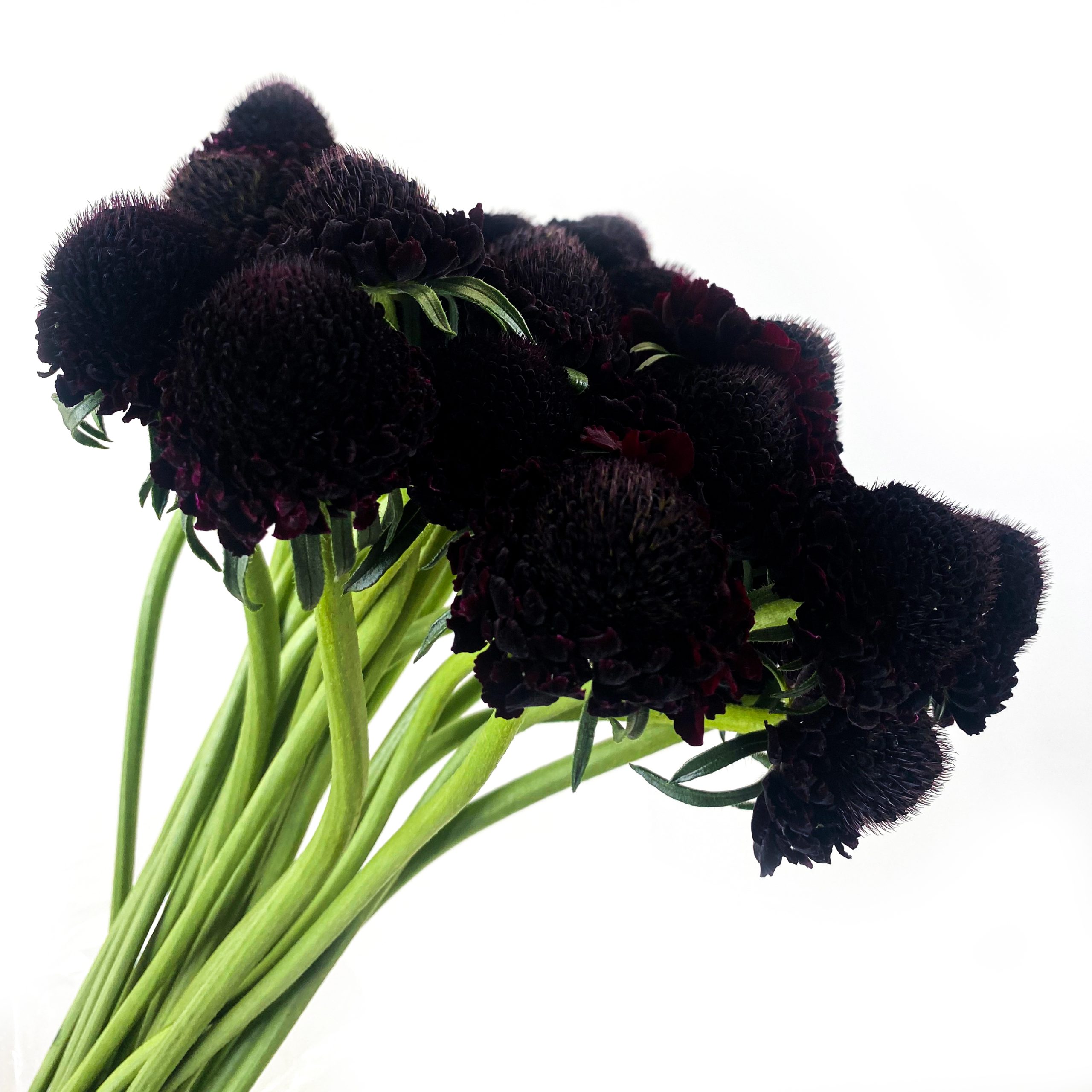 Scabiosa Black Choco Scoob