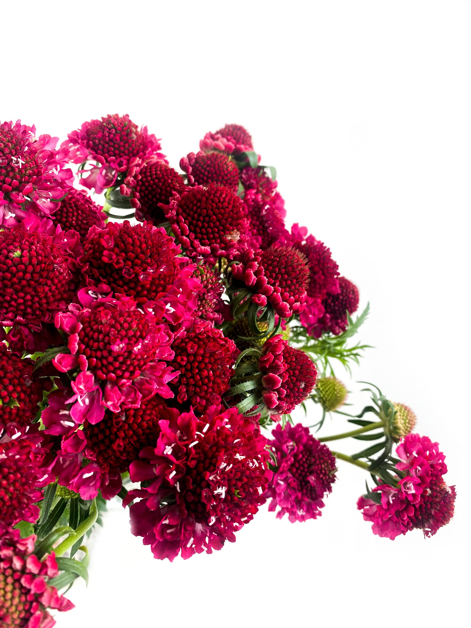 Scabiosa Hot Pink