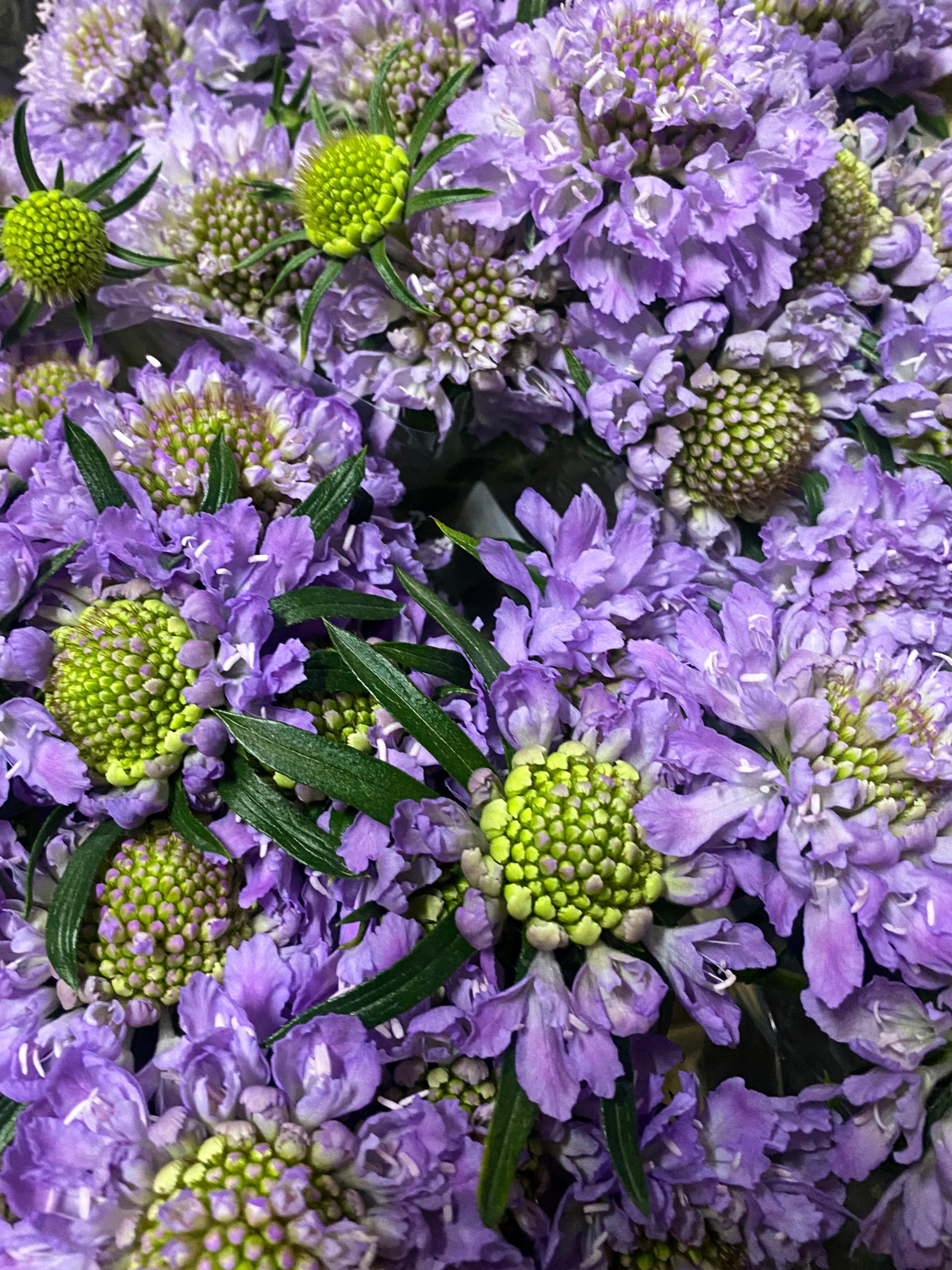 Scabiosa Lavender