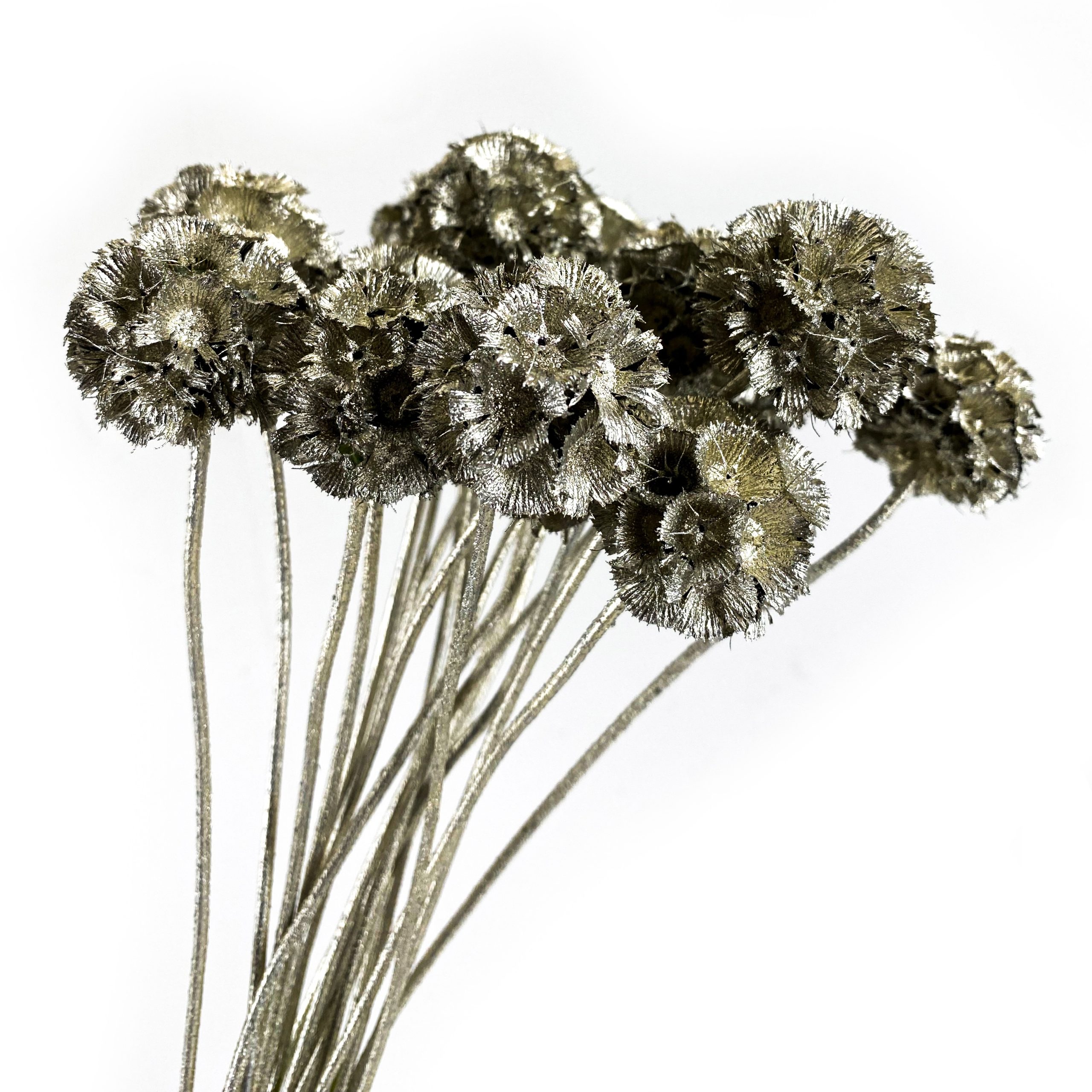 Scabiosa Platinum