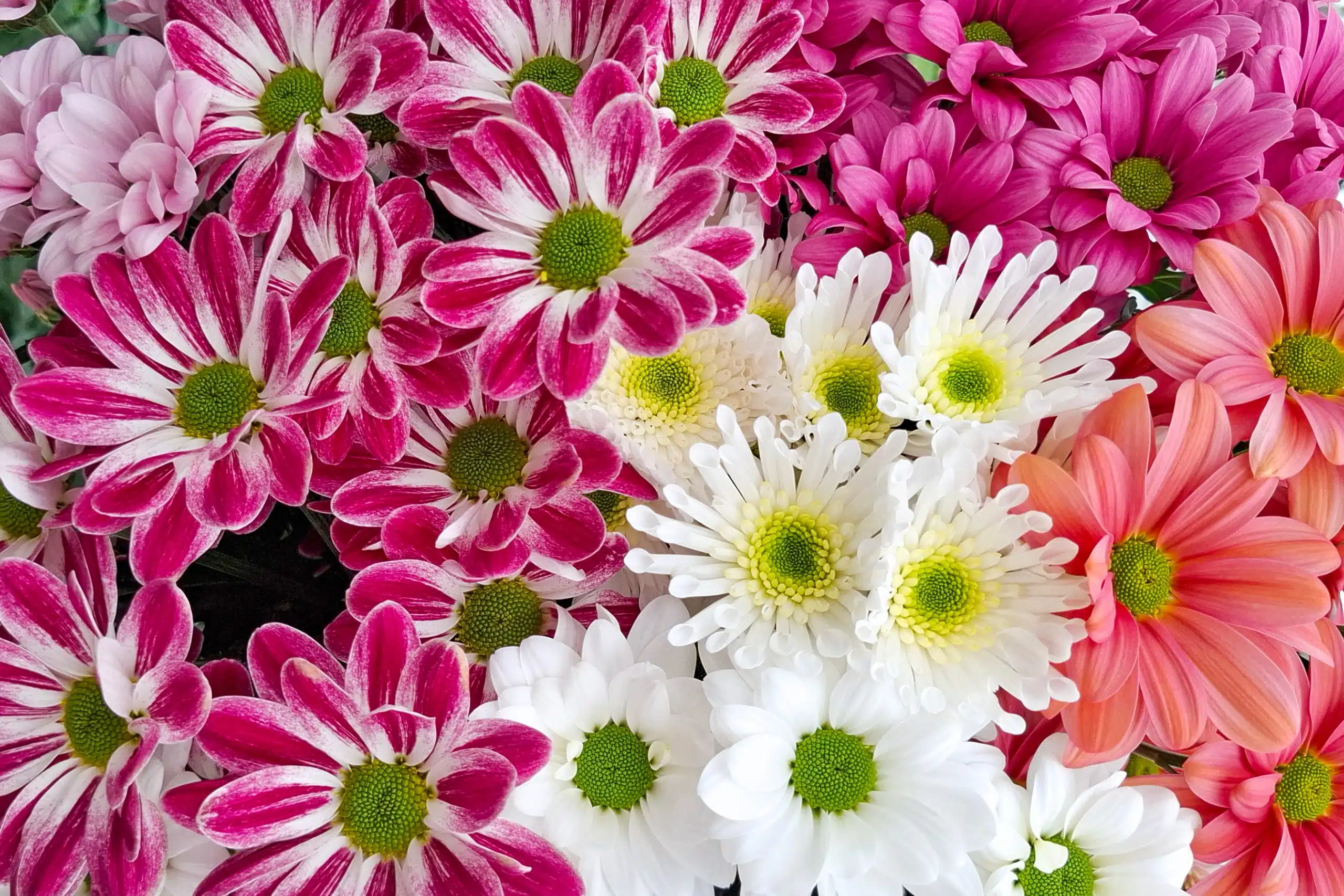 Chrysantjes