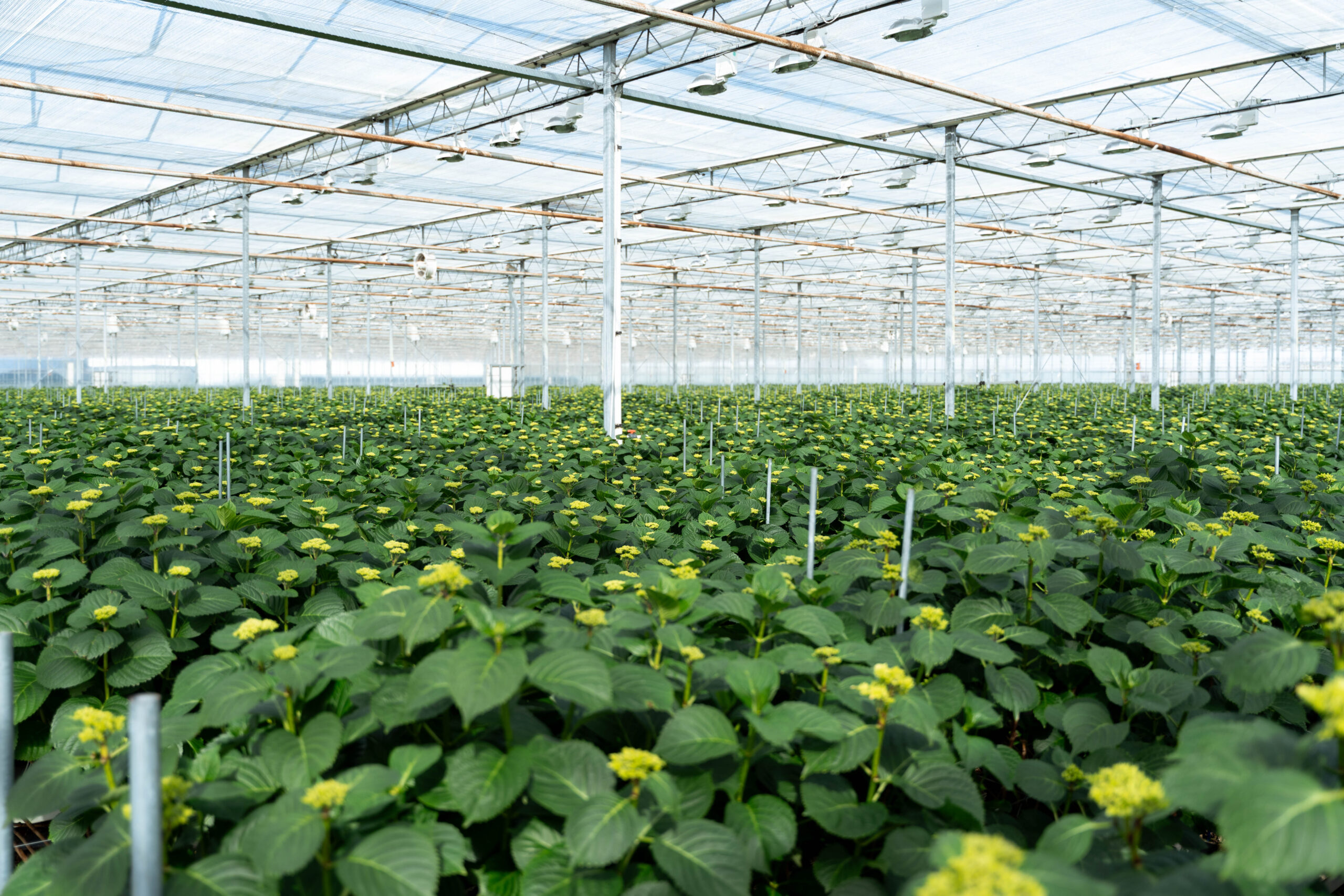Vicini Hortensia – maart 2025-3