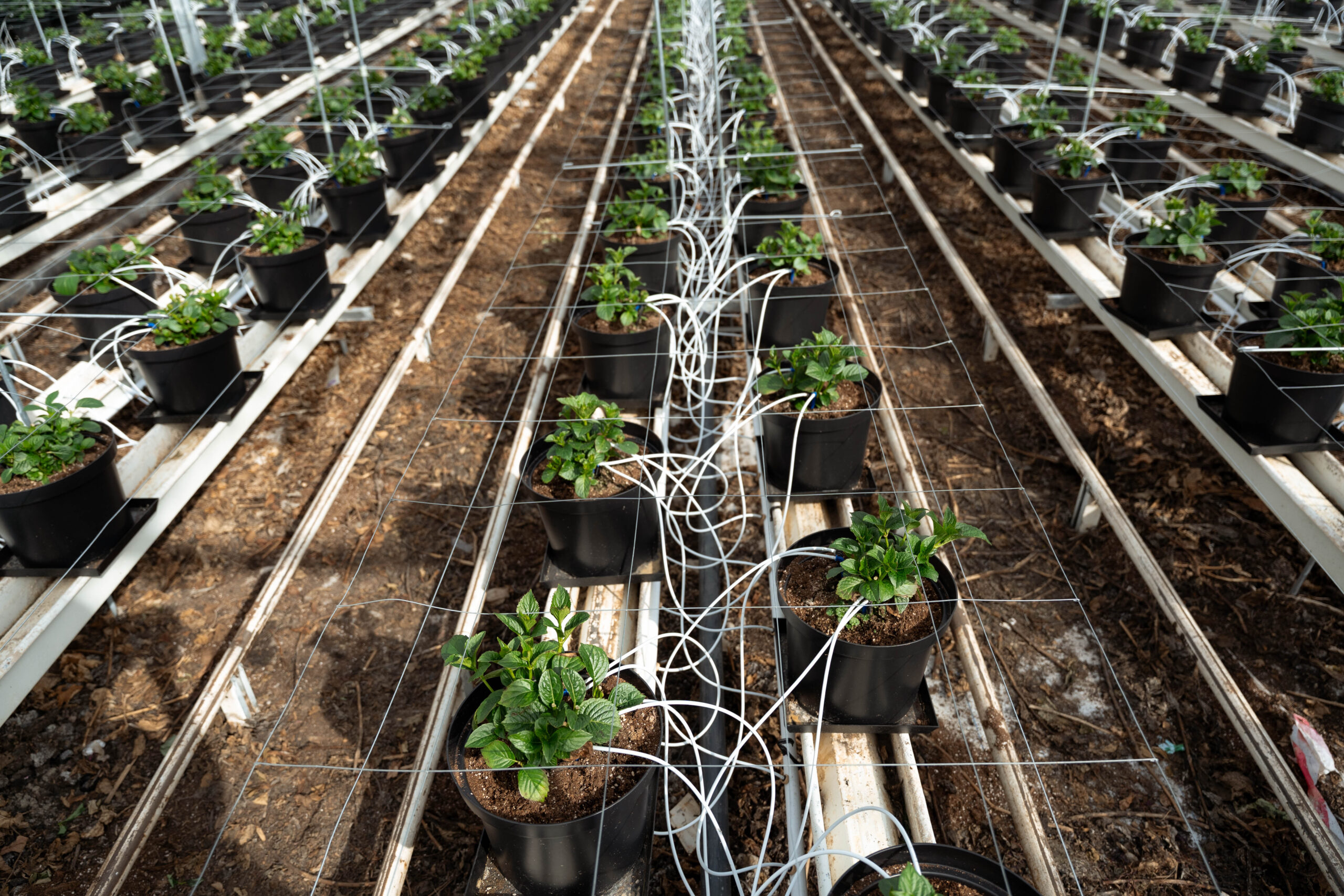 Vicini Hortensia – maart 2025-34