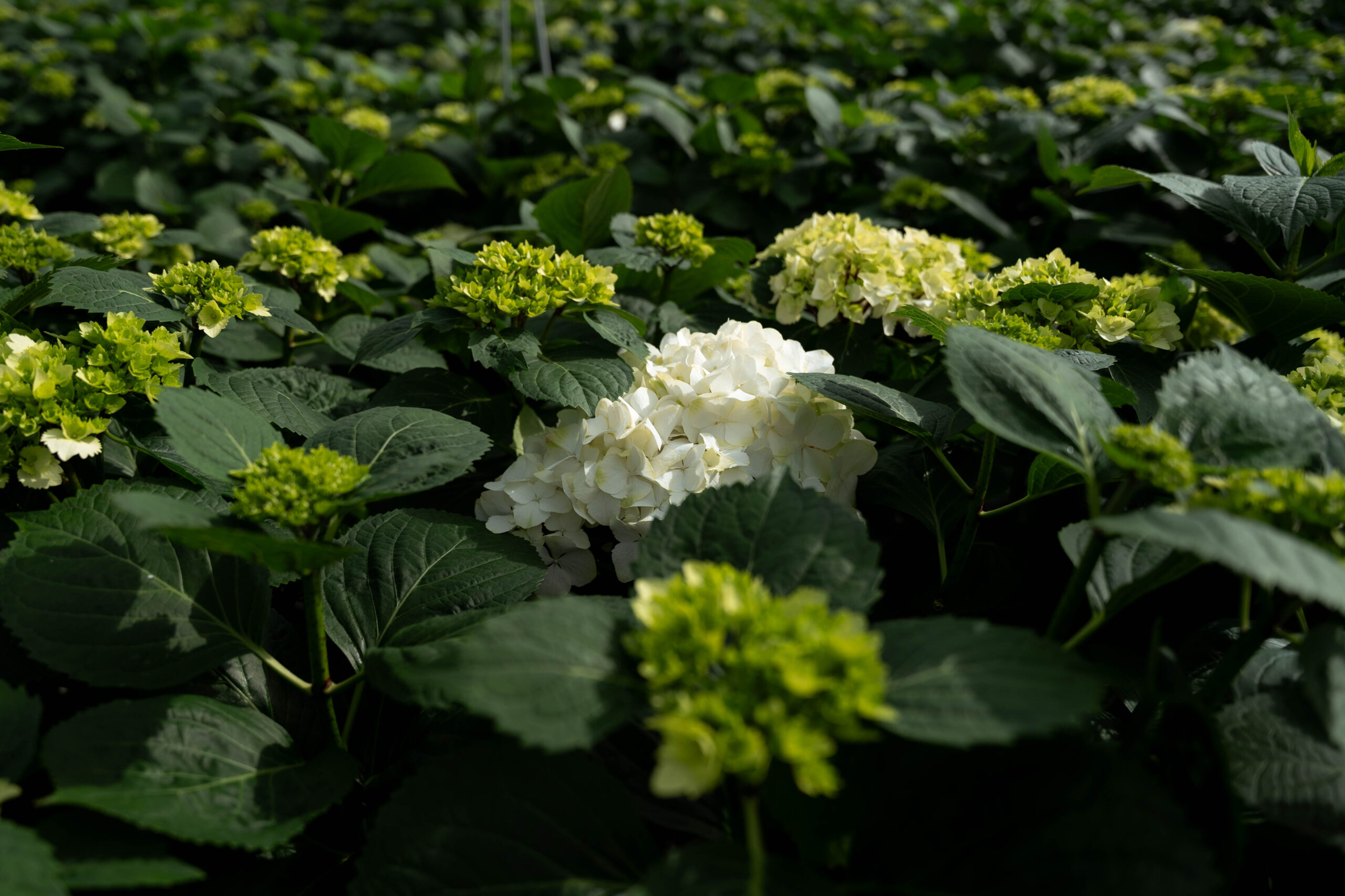 Vicini Hortensia – maart 2025-6