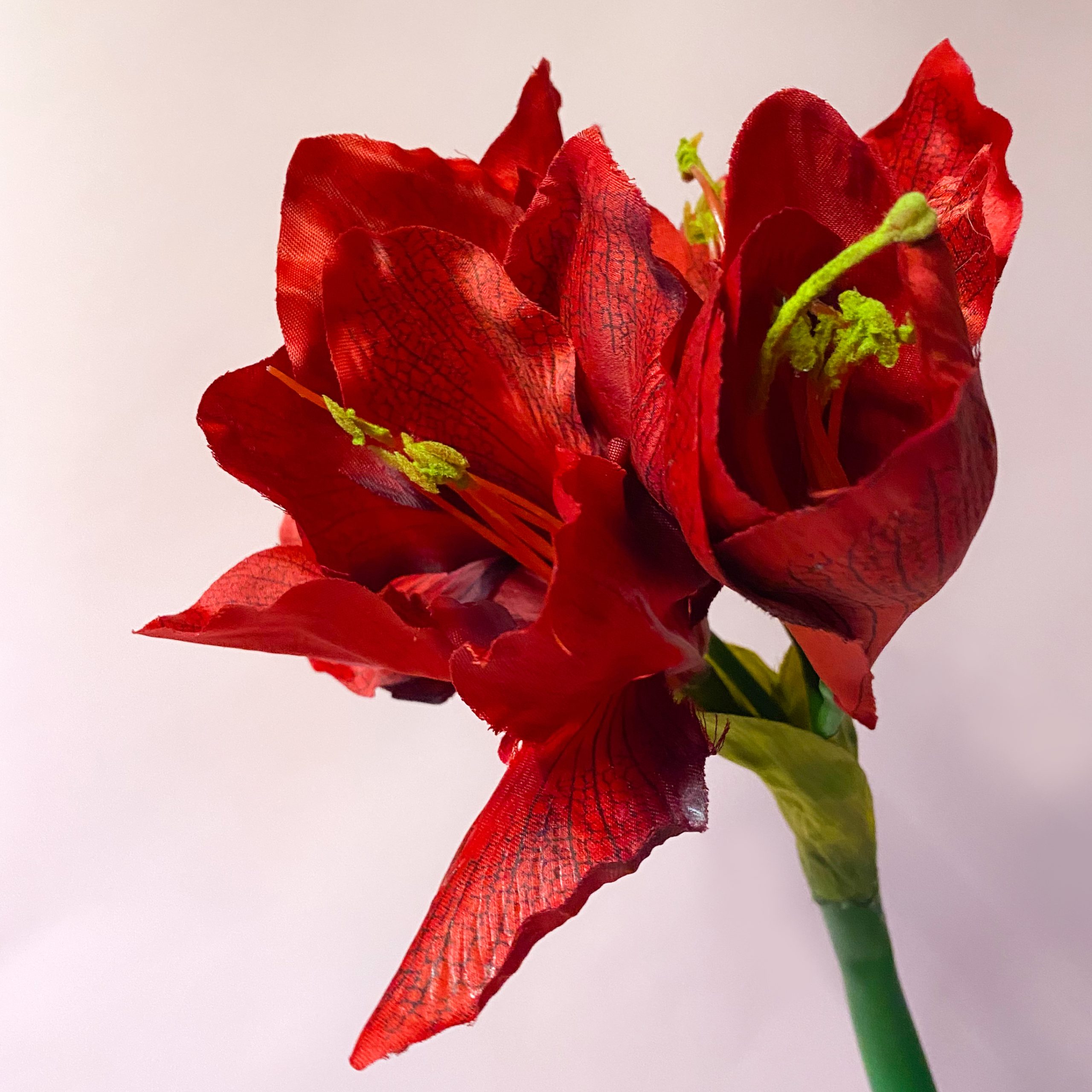 Amaryllis Red2