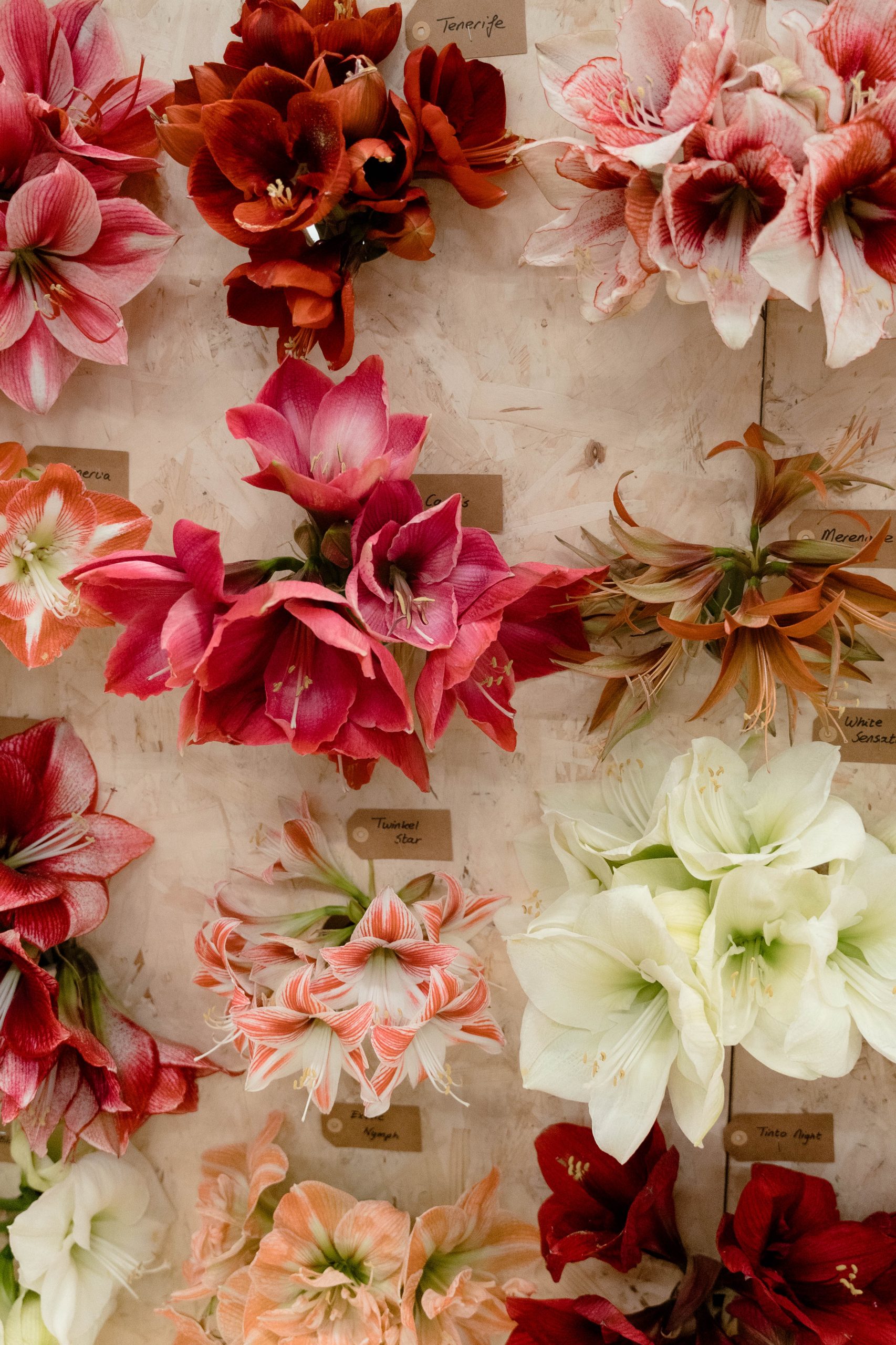 Amaryllis – trade fair-15