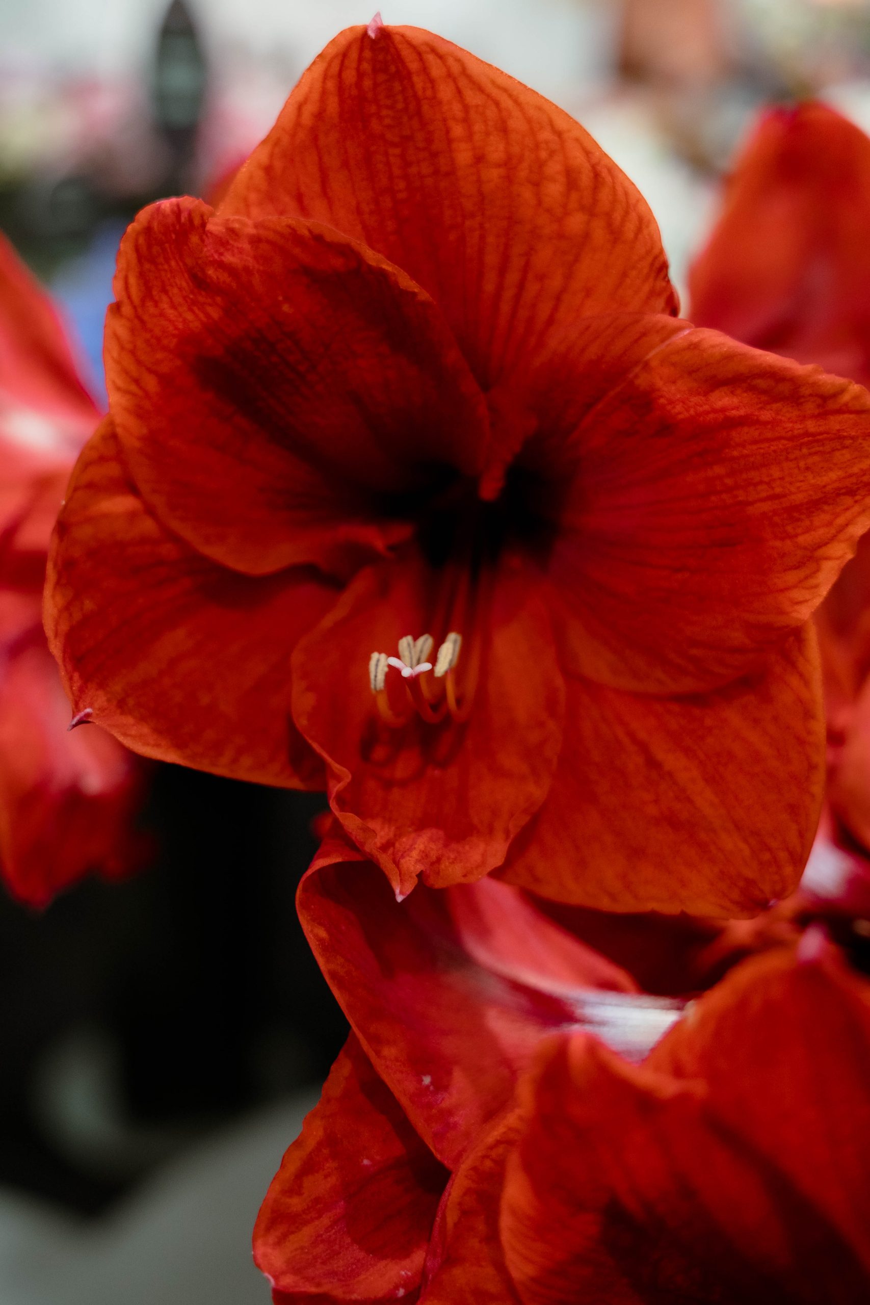 Amaryllis – trade fair-3