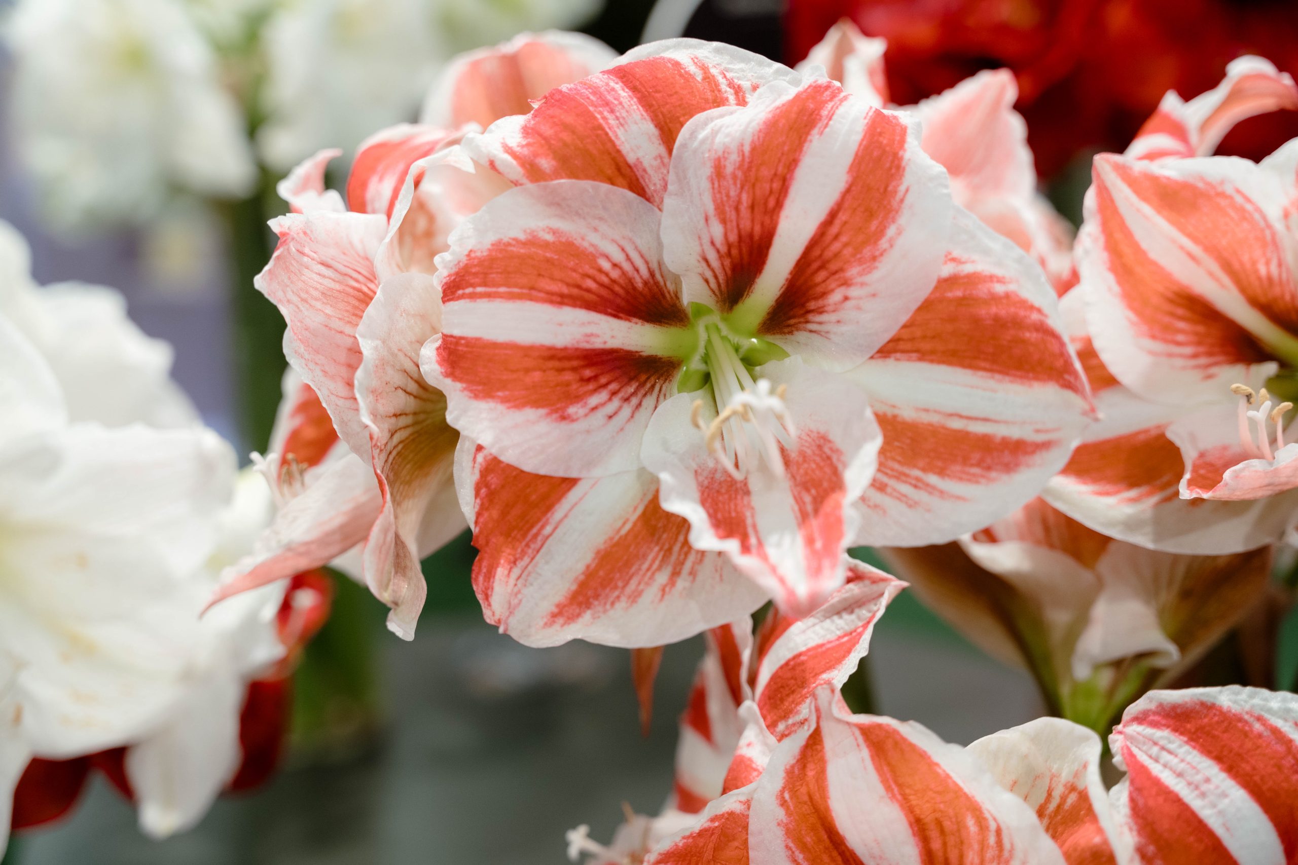 Amaryllis – trade fair-5