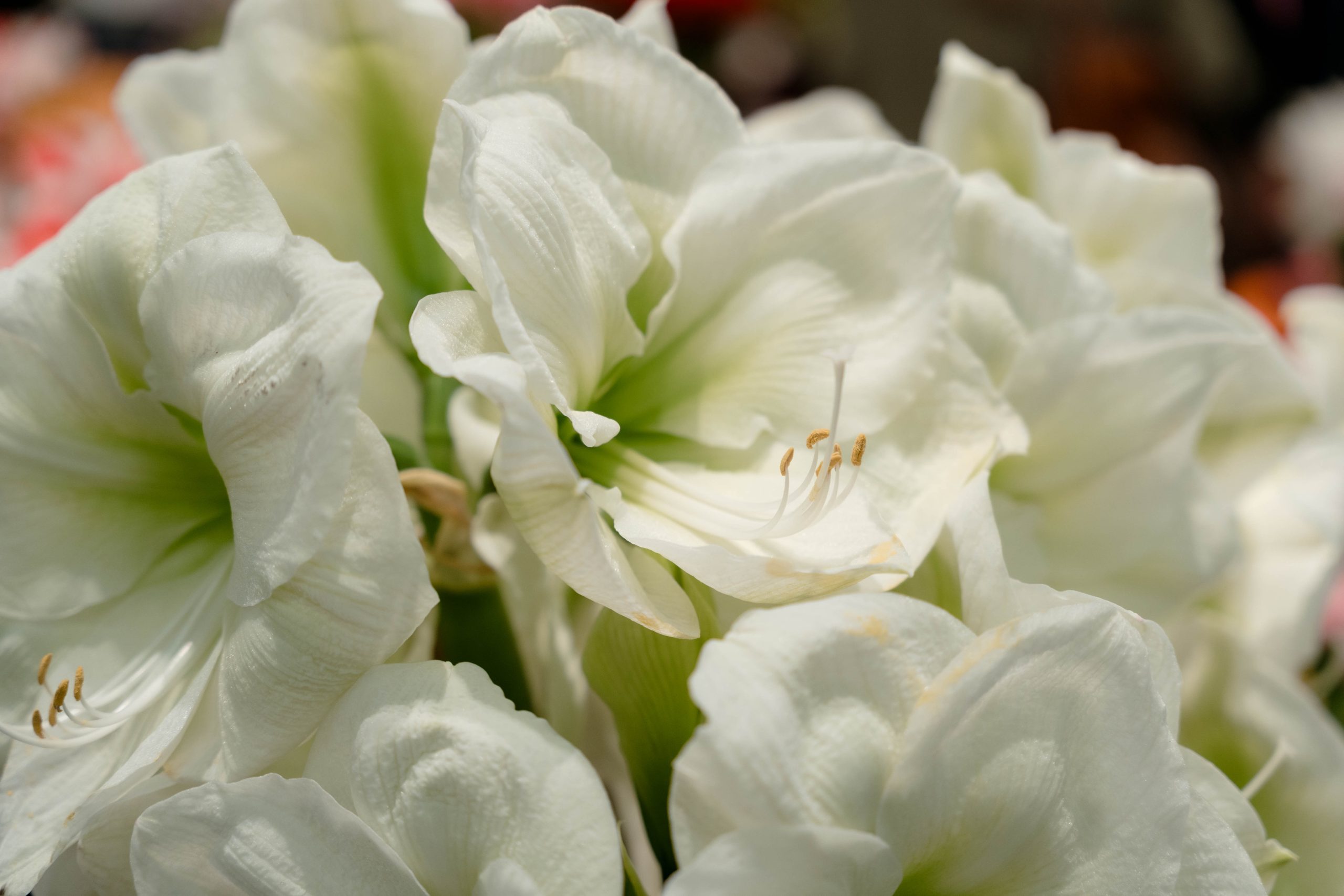 Amaryllis – trade fair-6