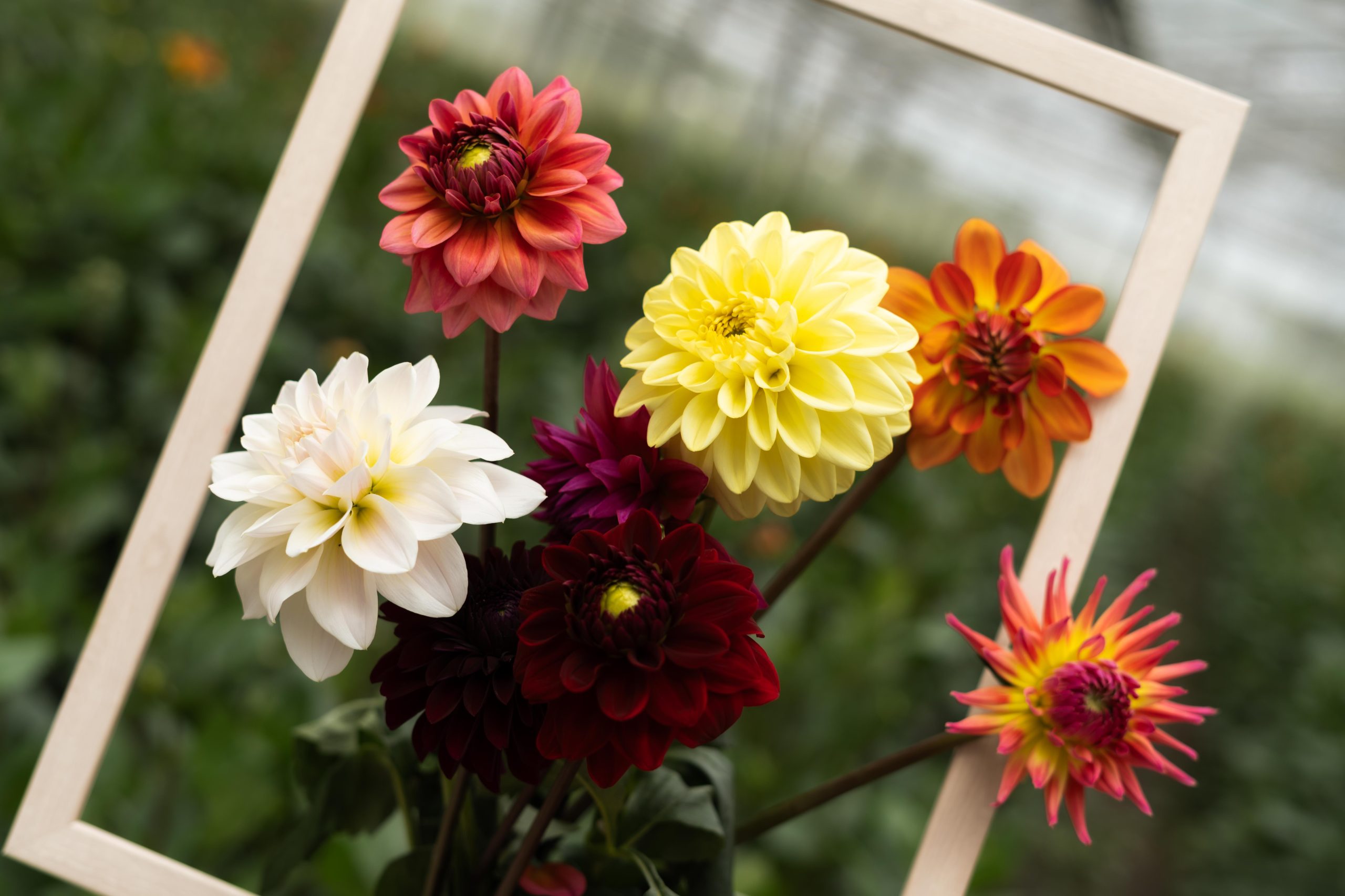 Dahlia Dahlia