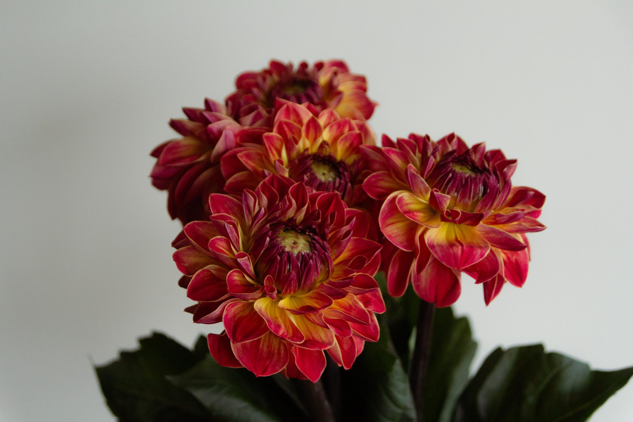 dahlia dahlia
