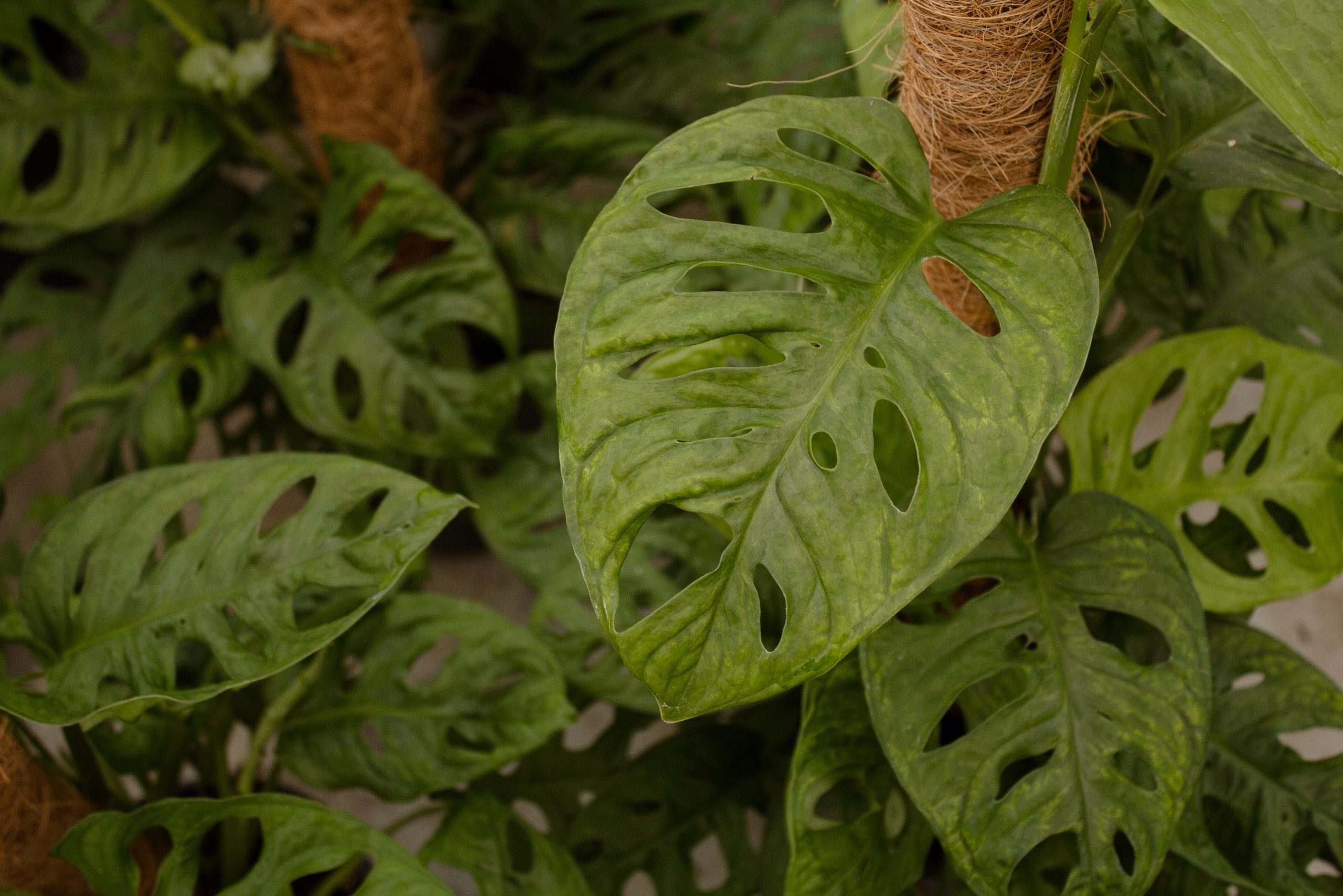 Kamerplant
